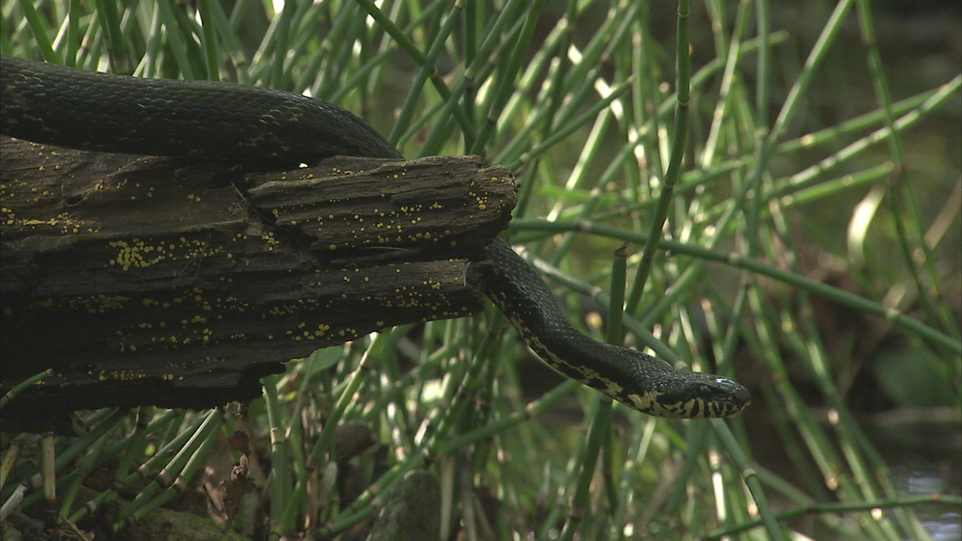 316212887 / Russian Rat Snake / Primorsky Krai / Russia