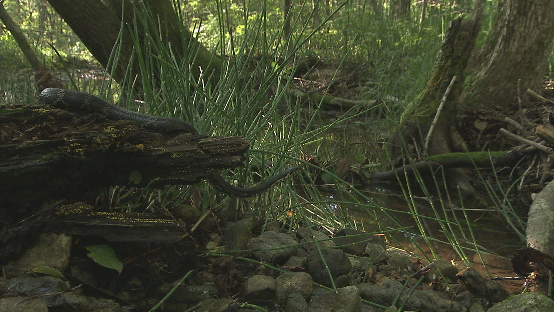 510053521 / Russian Rat Snake / Primorsky Krai / Russia