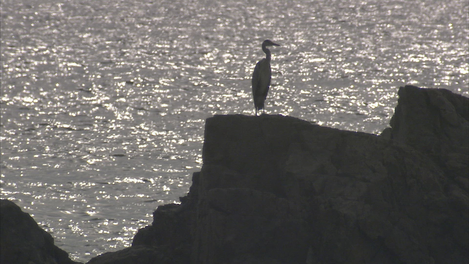 283372590 / Seabird / Pacific Ocean / Primorsky Krai / Russia