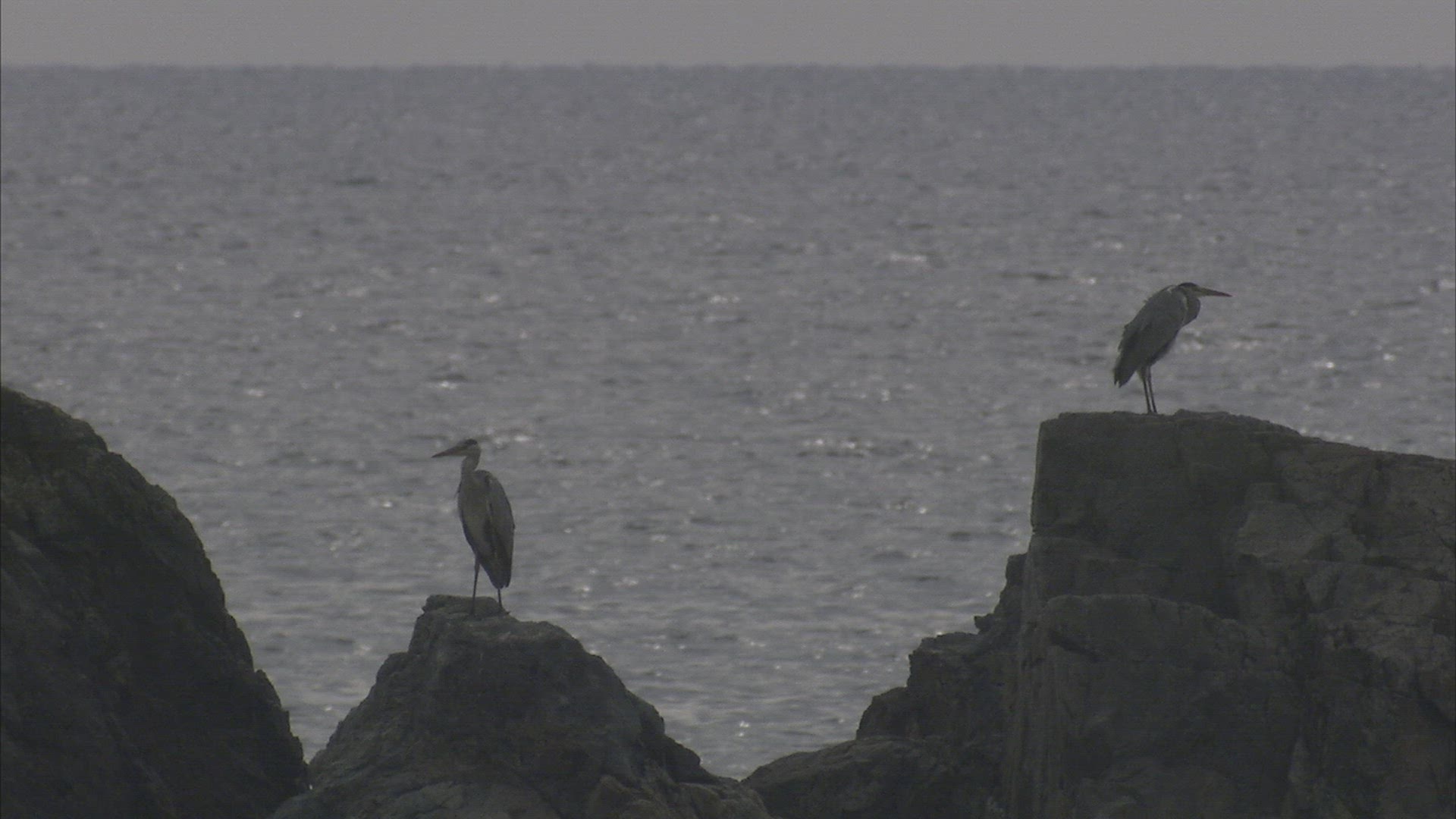 798220956 / Seabird / Pacific Ocean / Primorsky Krai / Russia