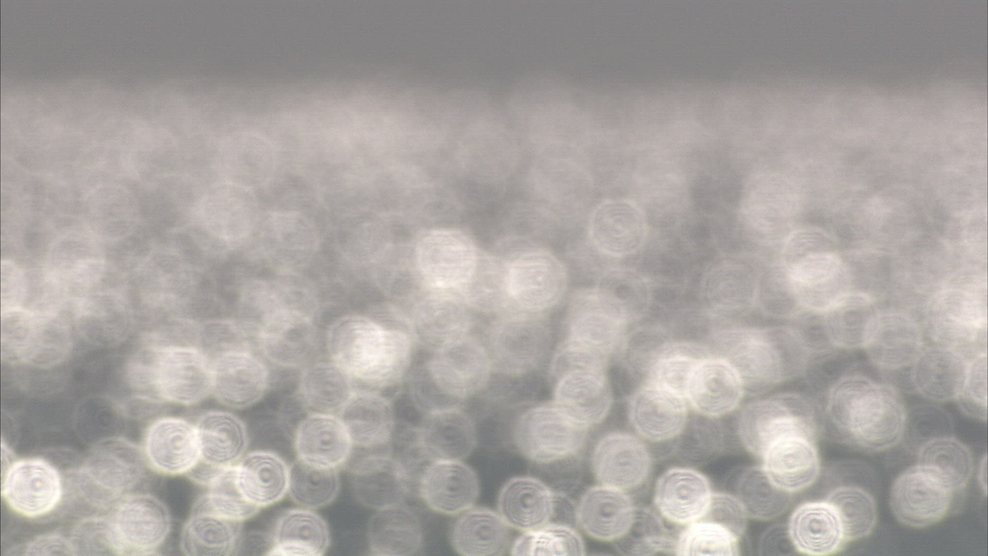 197850051 / Khanka Lake / Twinkling / Russia