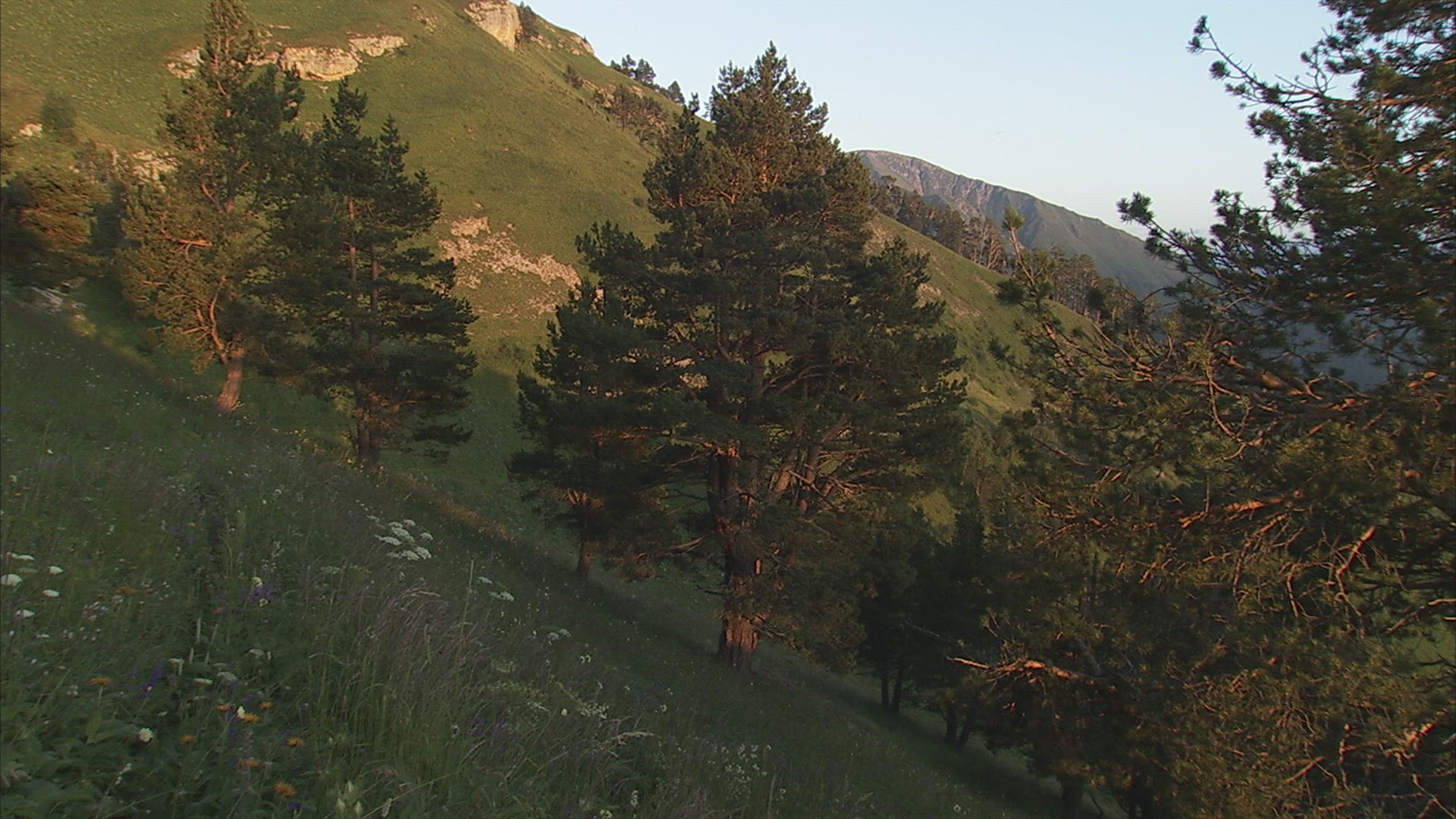 383175174 / Conifer / Caucasus