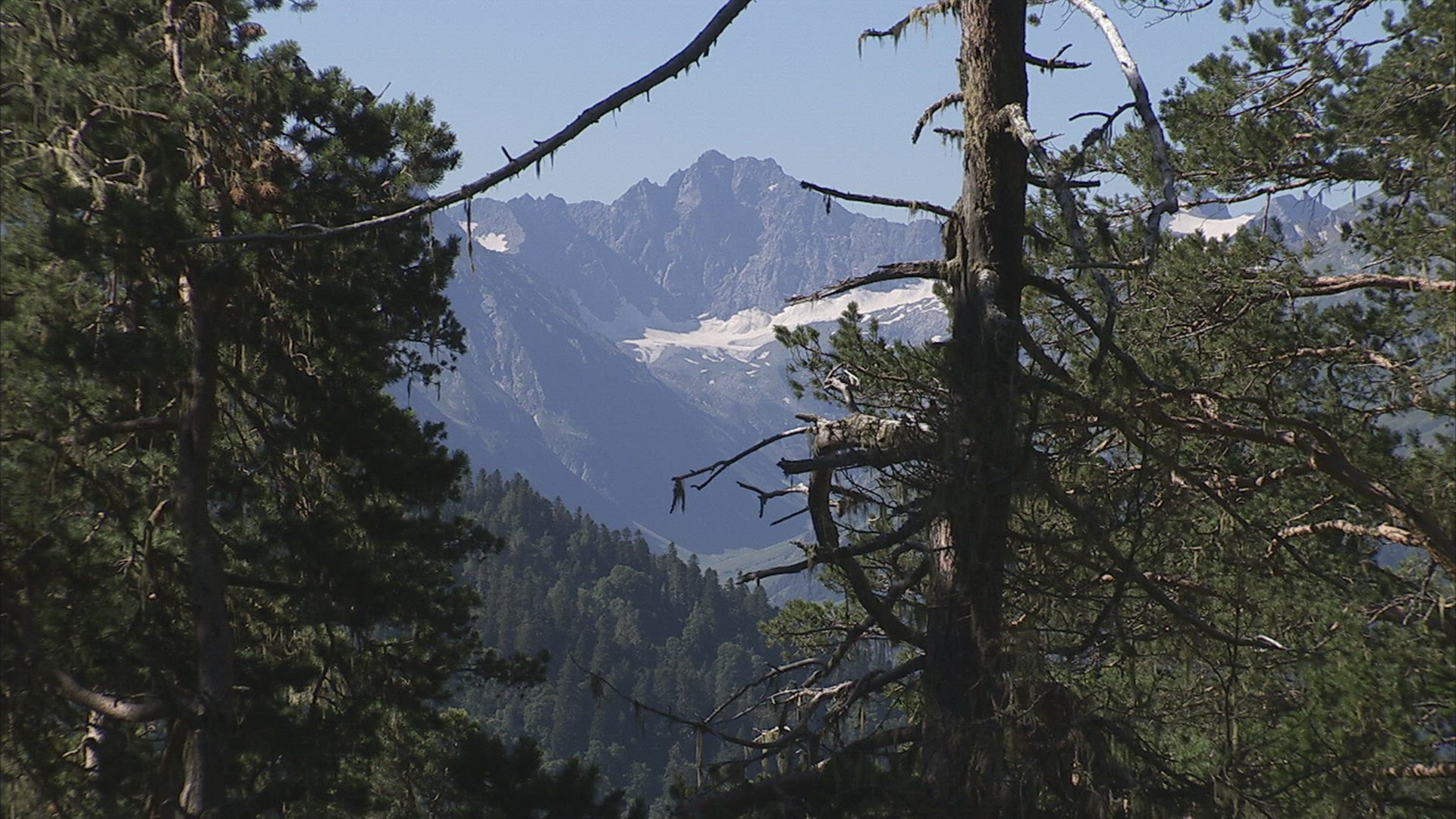 960180012 / Coniferous Forest / Caucasus