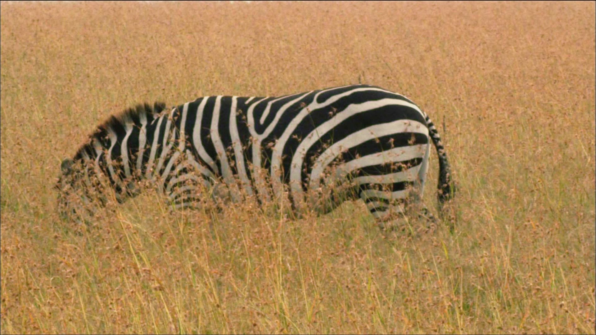 640742711 / Zebra / Wild Animal / Tanzania