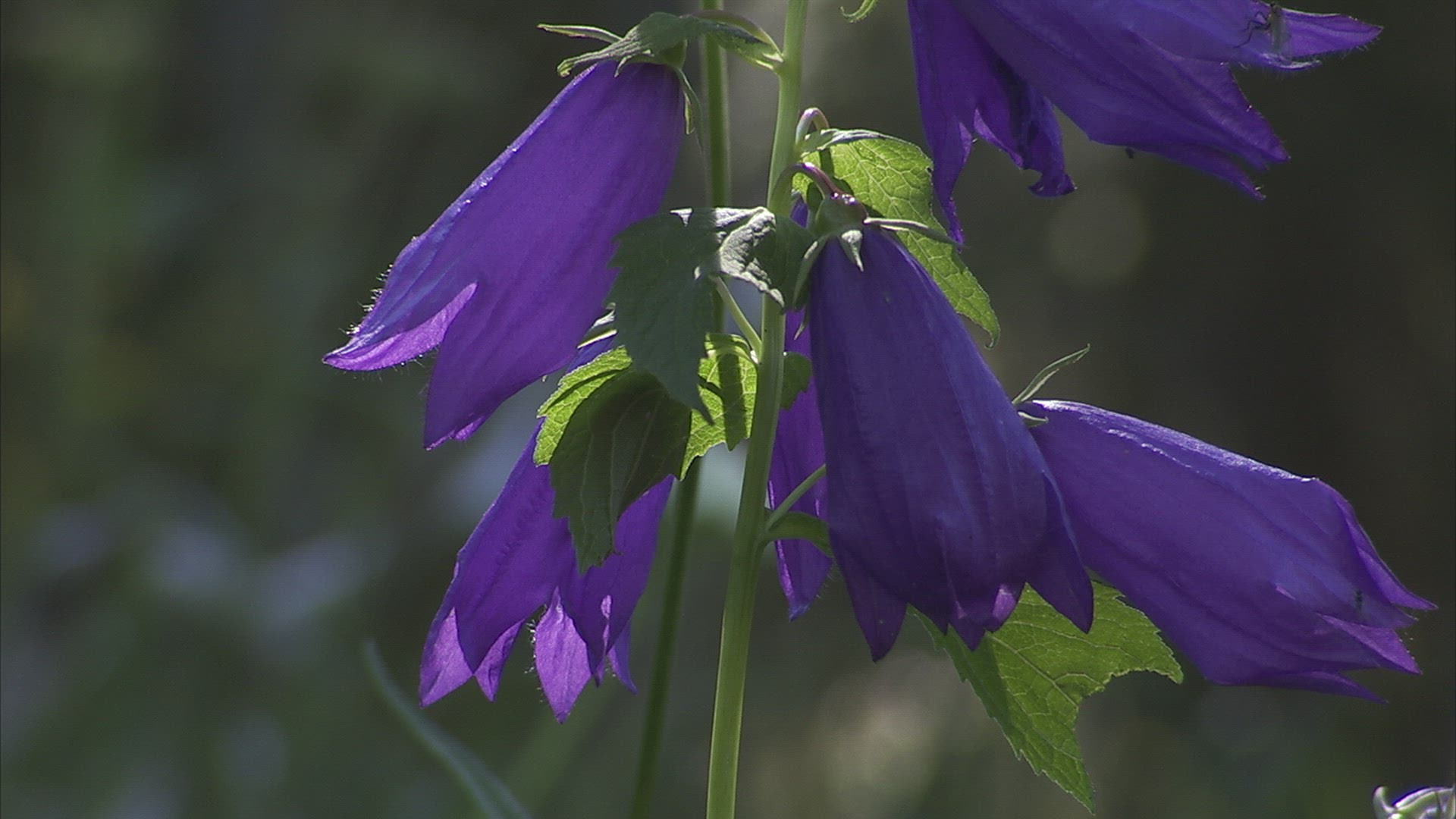 415965681 / Alpine Flower / Caucasus