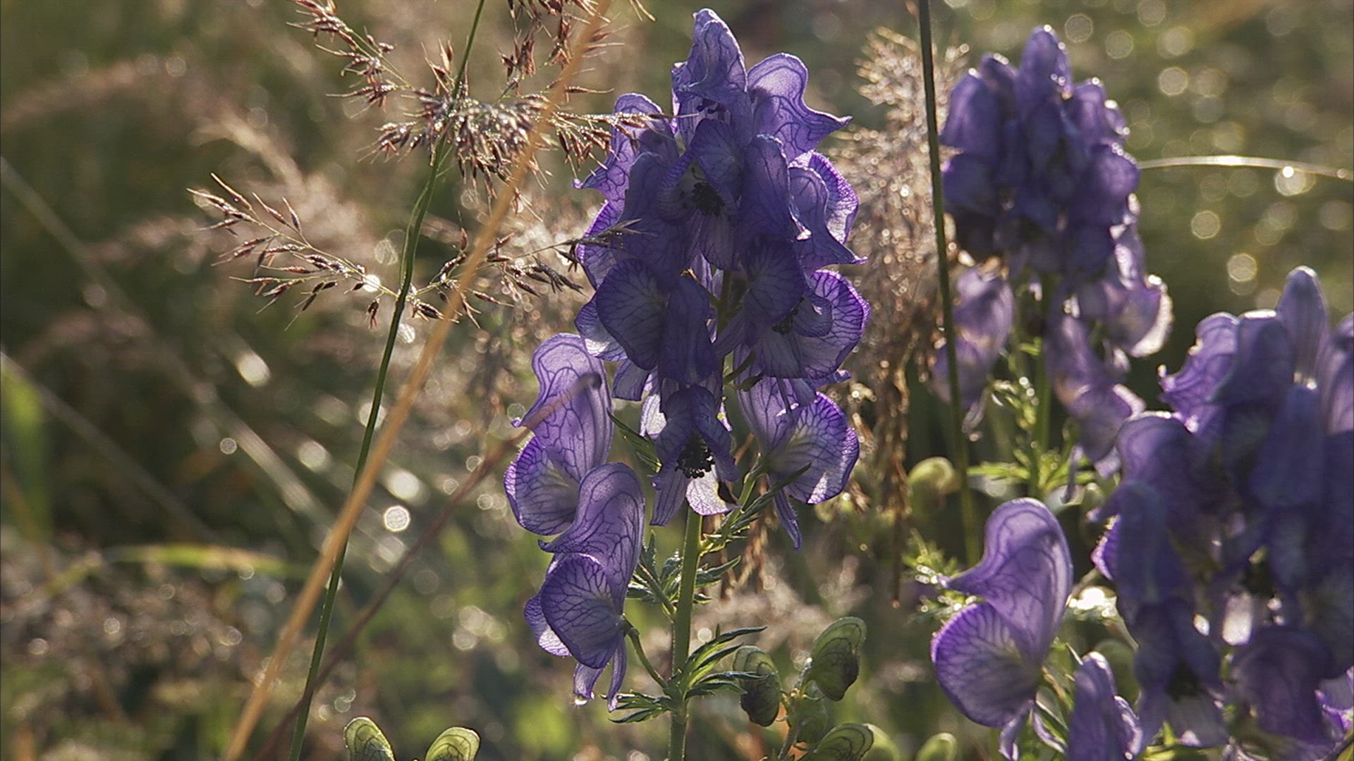 678775756 / Alpine Flower / Purple / Caucasus