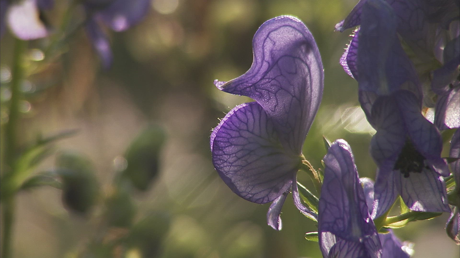 808599191 / Alpine Flower / Purple / Caucasus