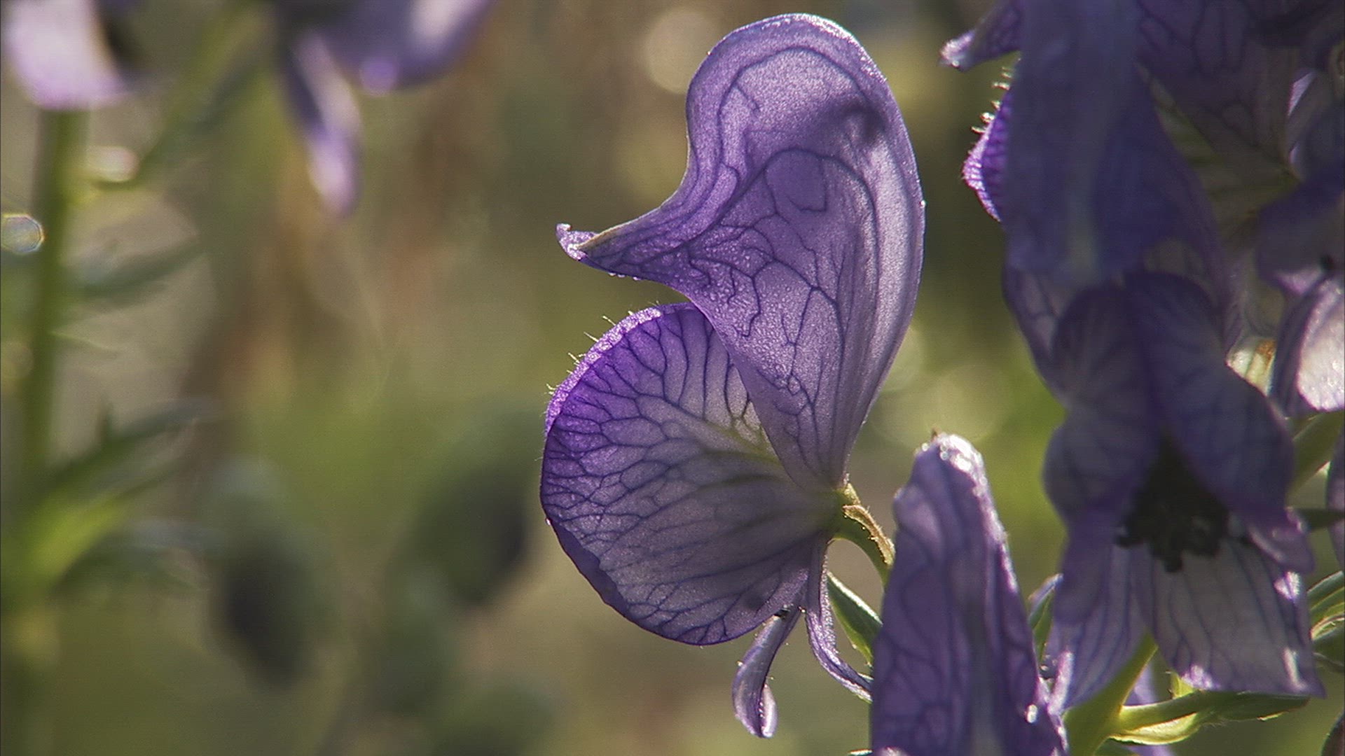 213305726 / Alpine Flower / Purple / Caucasus