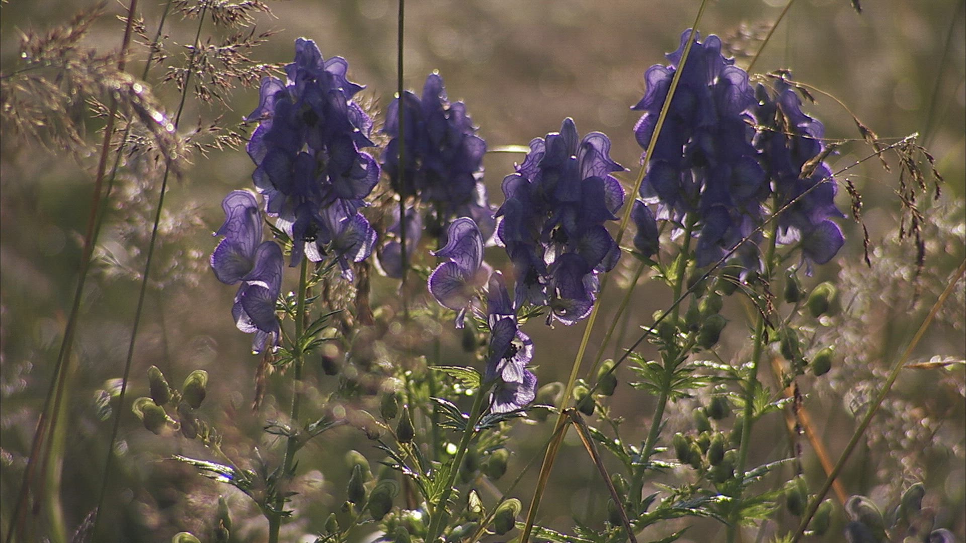 867146075 / Alpine Flower / Purple / Caucasus