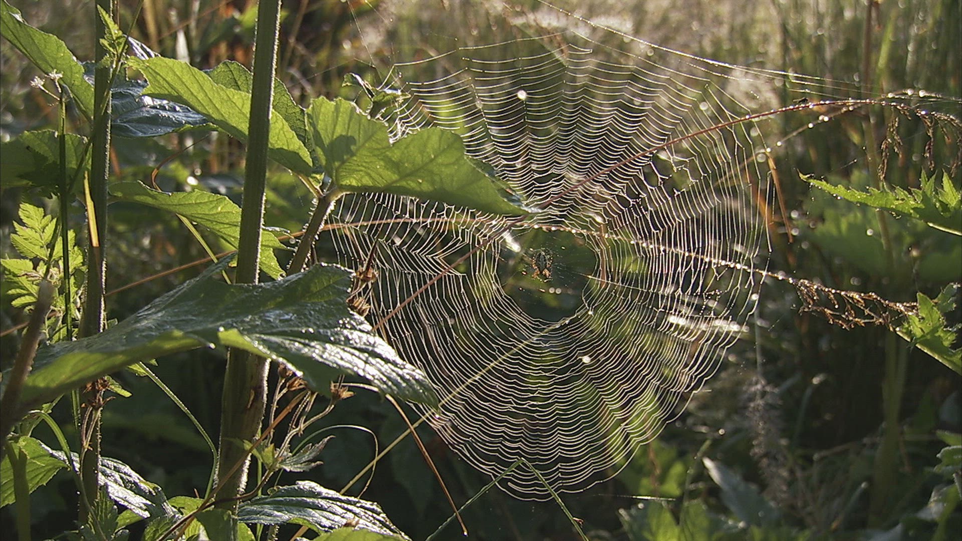 833316638 / Spider Web / Caucasus