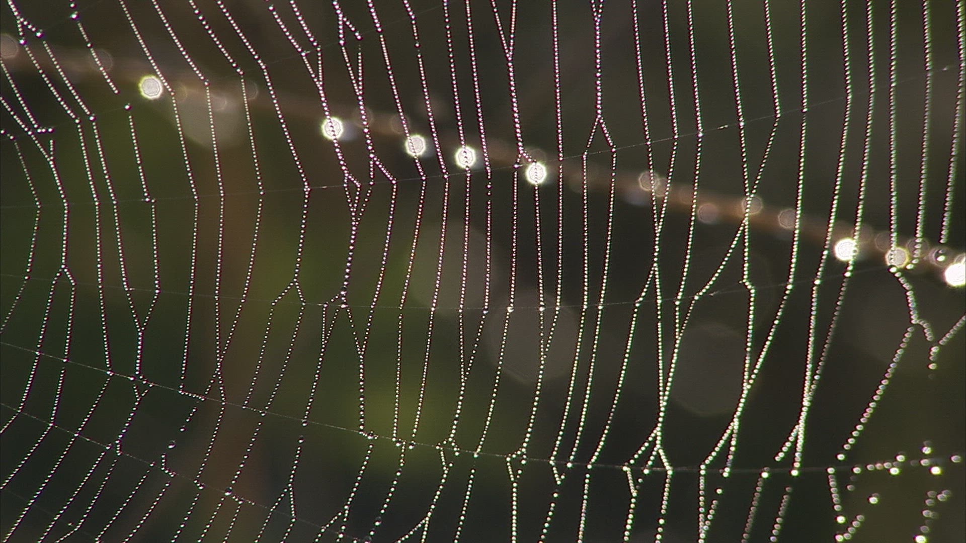 182021364 / Spider Web / Caucasus