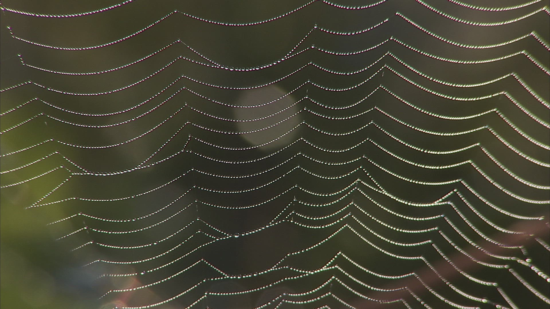 415477220 / Spider Web / Caucasus