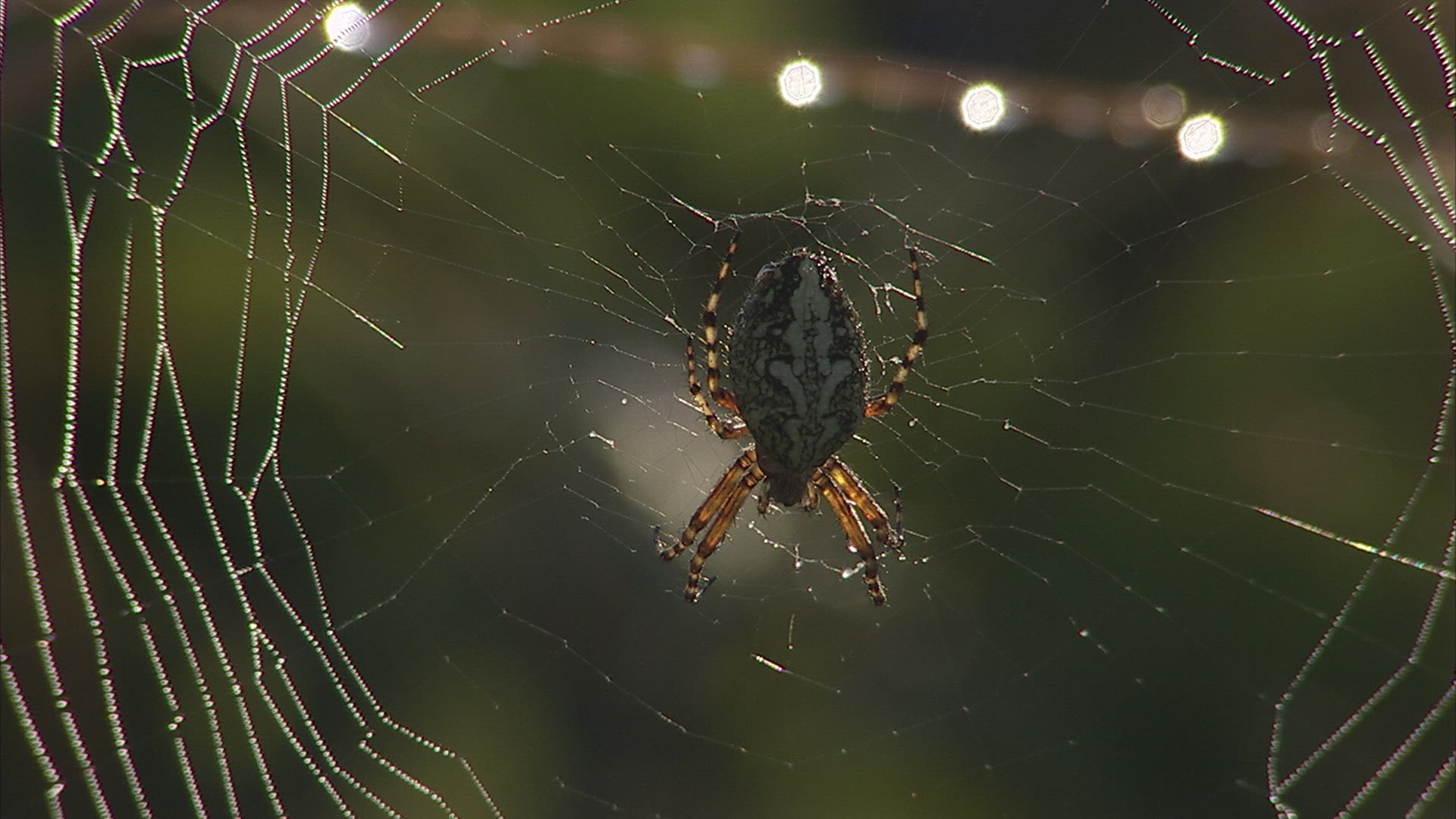 836217684 / Spider Web / Caucasus
