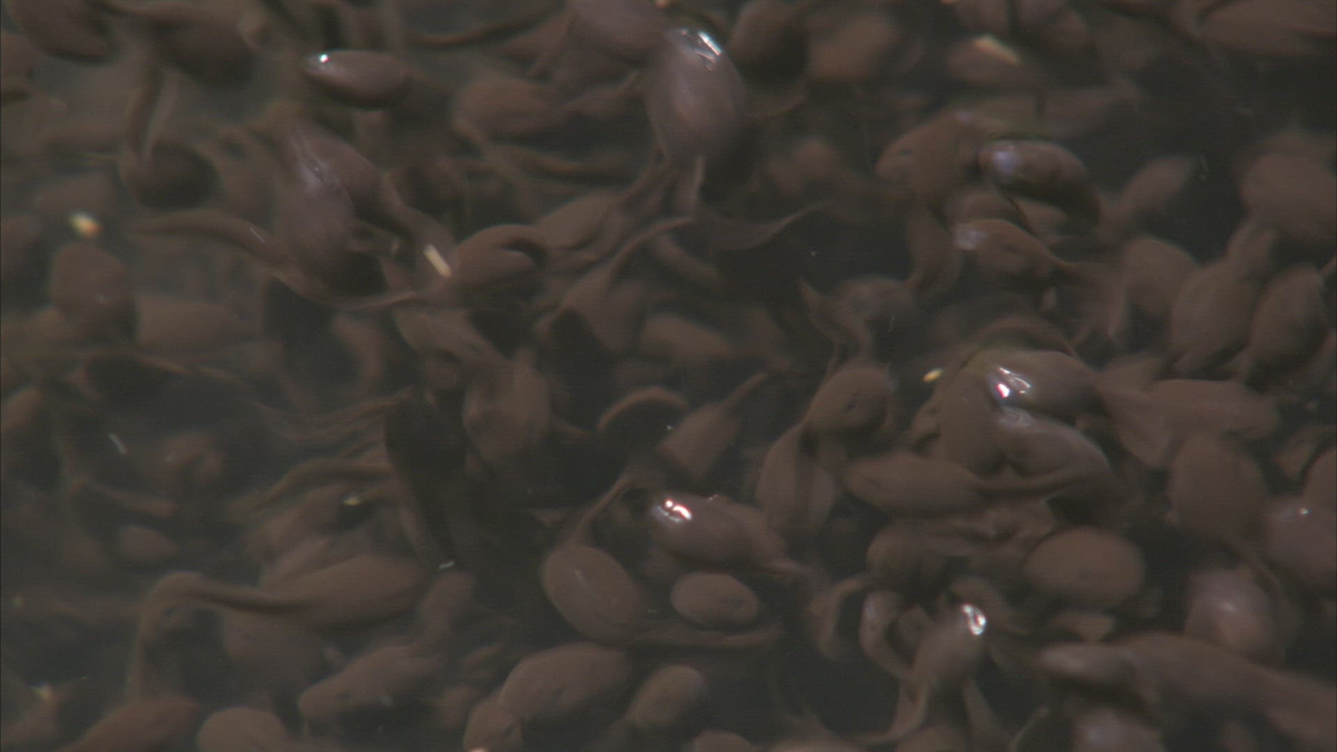 870604326 / Tadpole / Swimming / Ussuri / Russia