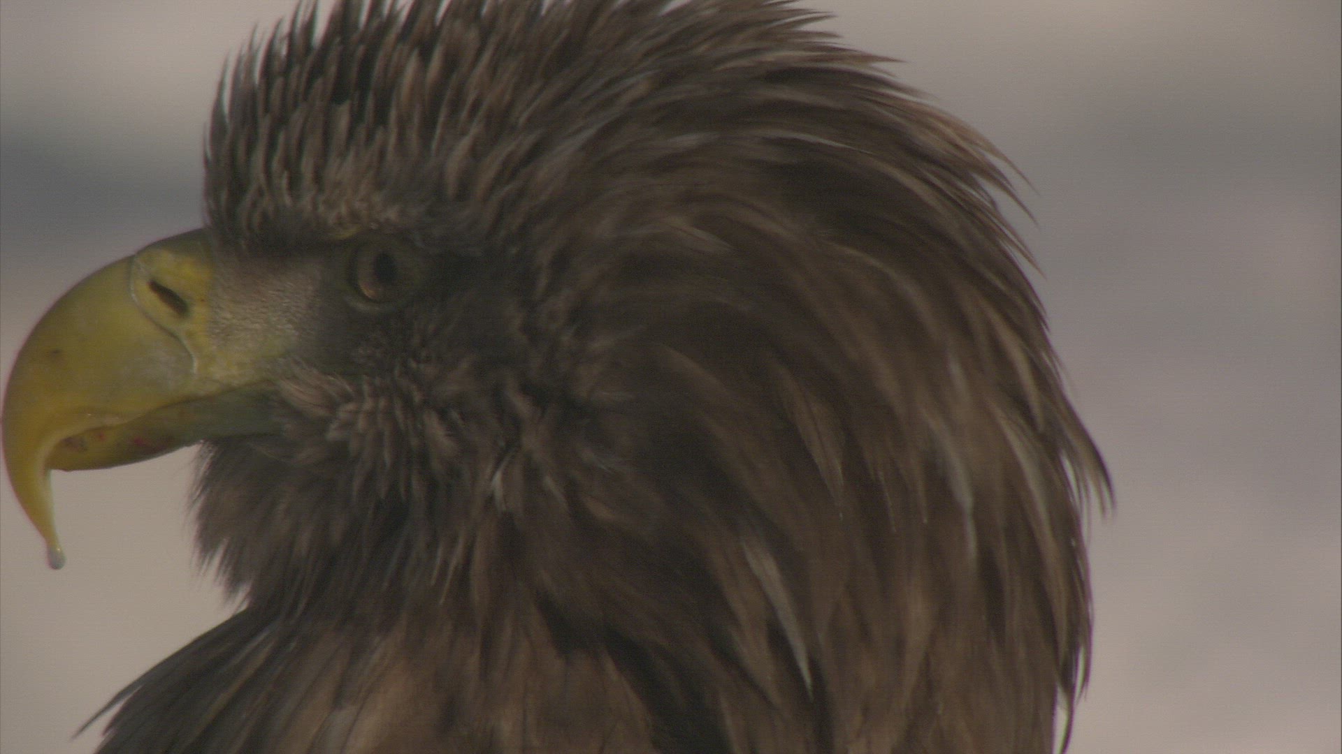 625577709 / Eagle / Raptor / Japan