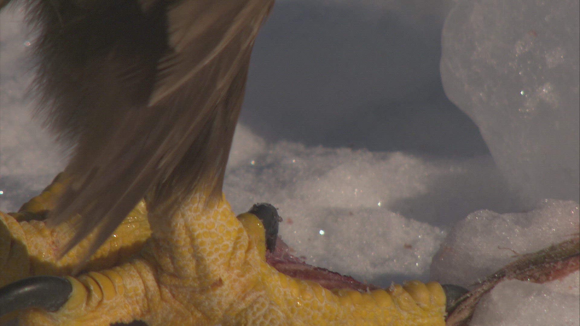 680468127 / Eagle / Raptor / Japan