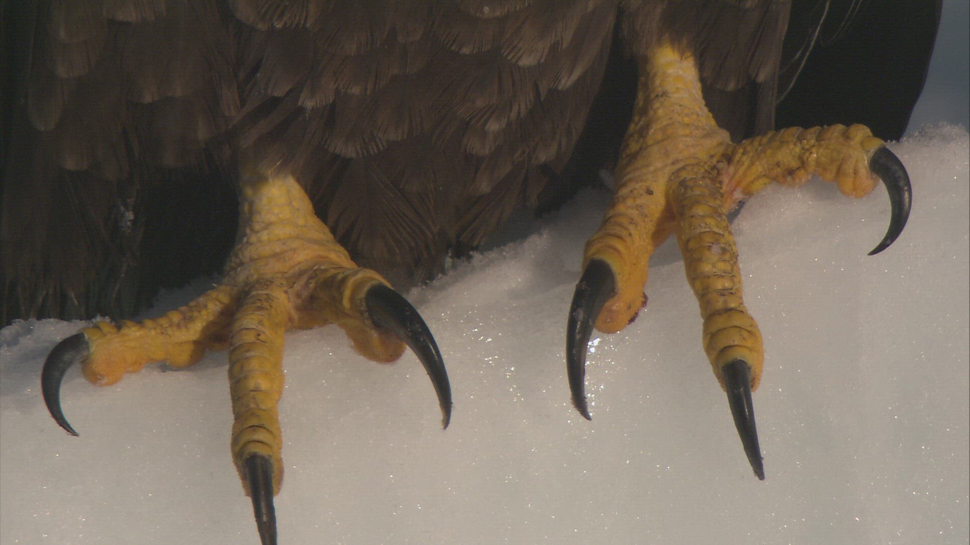 371714855 / Eagle / Raptor / Japan