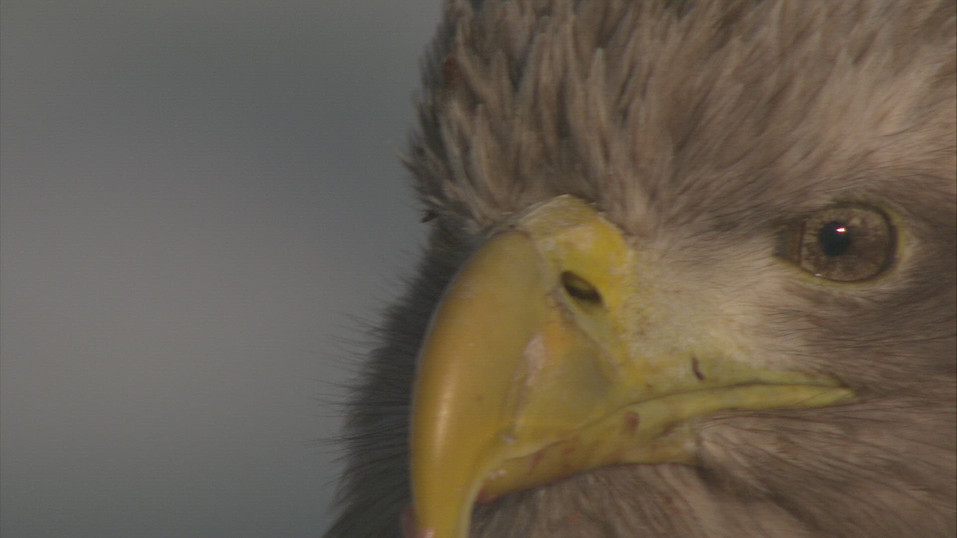695218667 / Eagle / Raptor / Japan