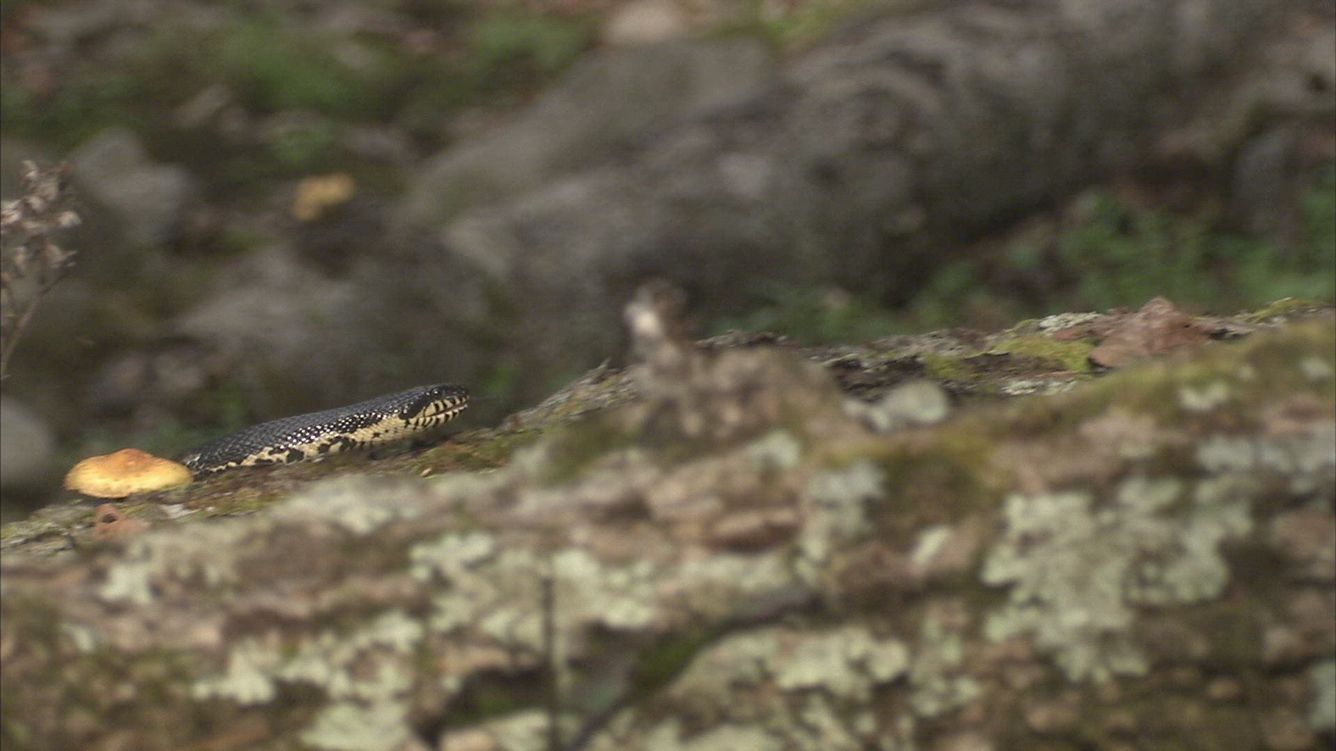 360592090 / Asp / Primorsky Krai / Russia