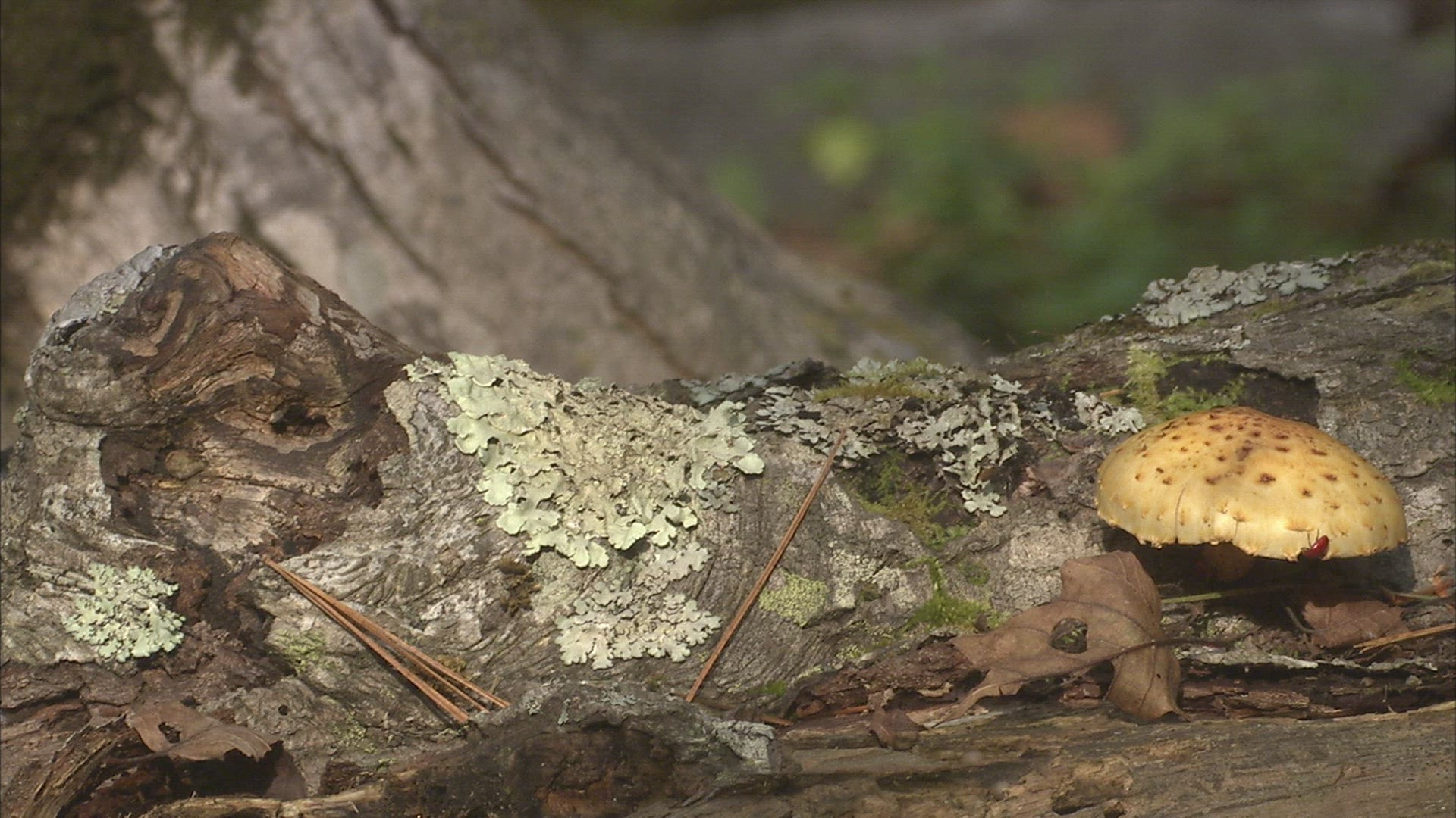 137282588 / Asp / Primorsky Krai / Russia