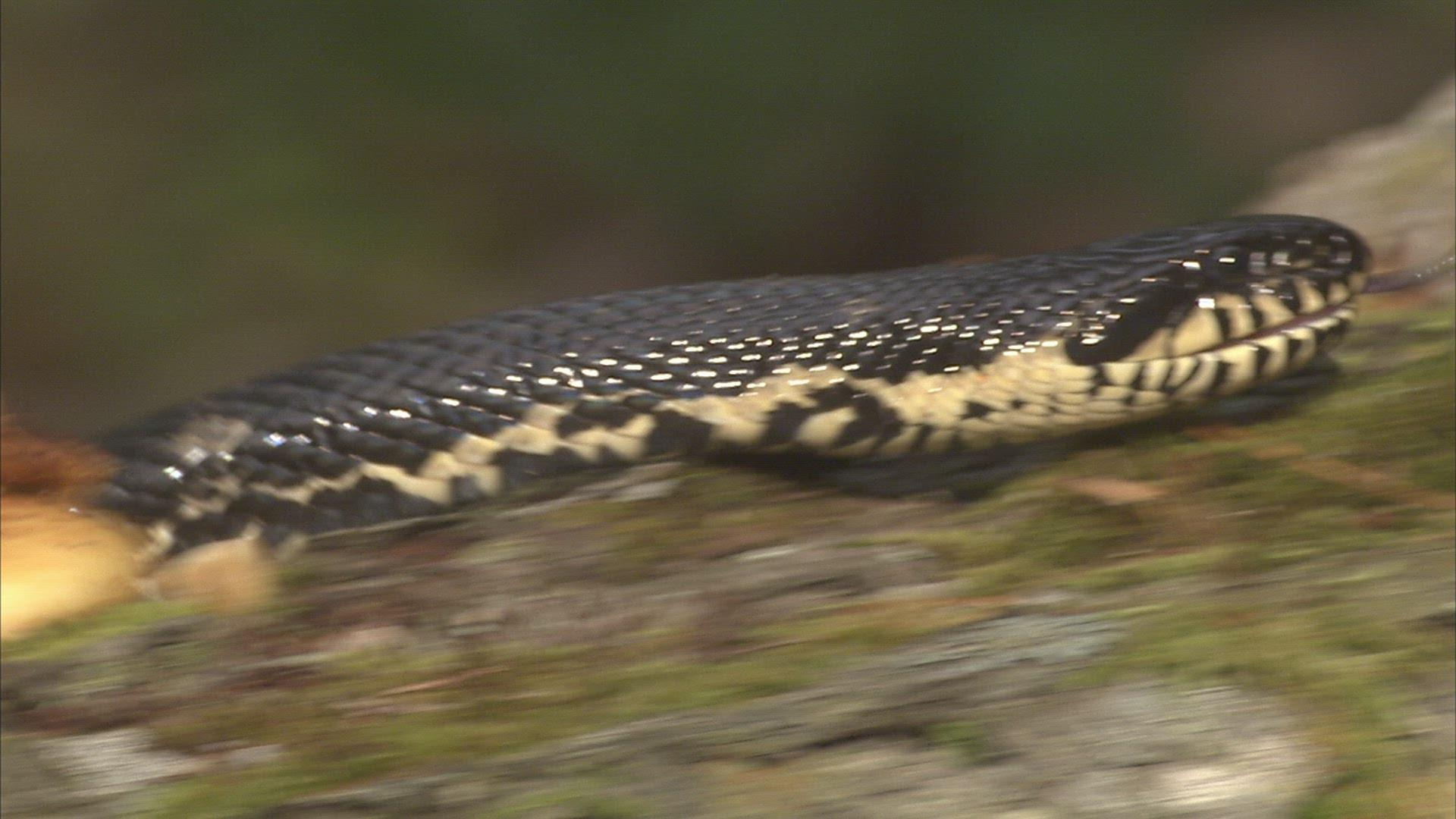 728073178 / Asp / Primorsky Krai / Russia