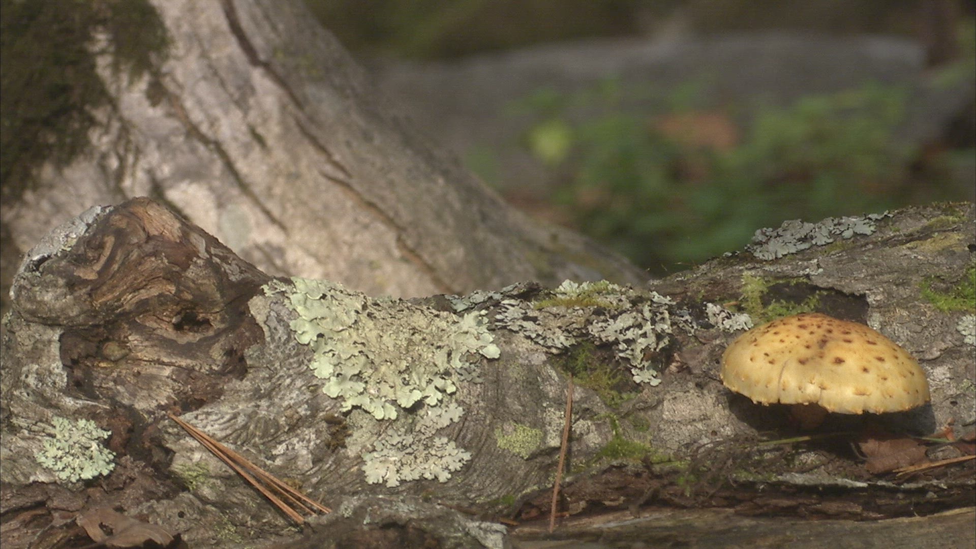 369664211 / Asp / Primorsky Krai / Russia