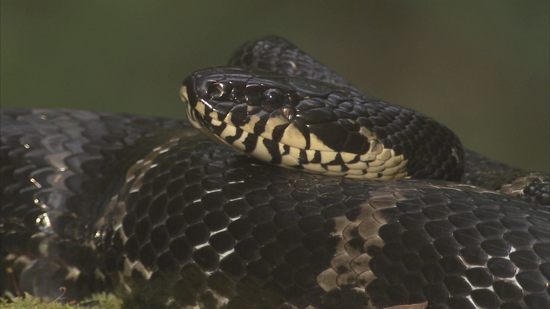 315063504 / Asp / Primorsky Krai / Russia