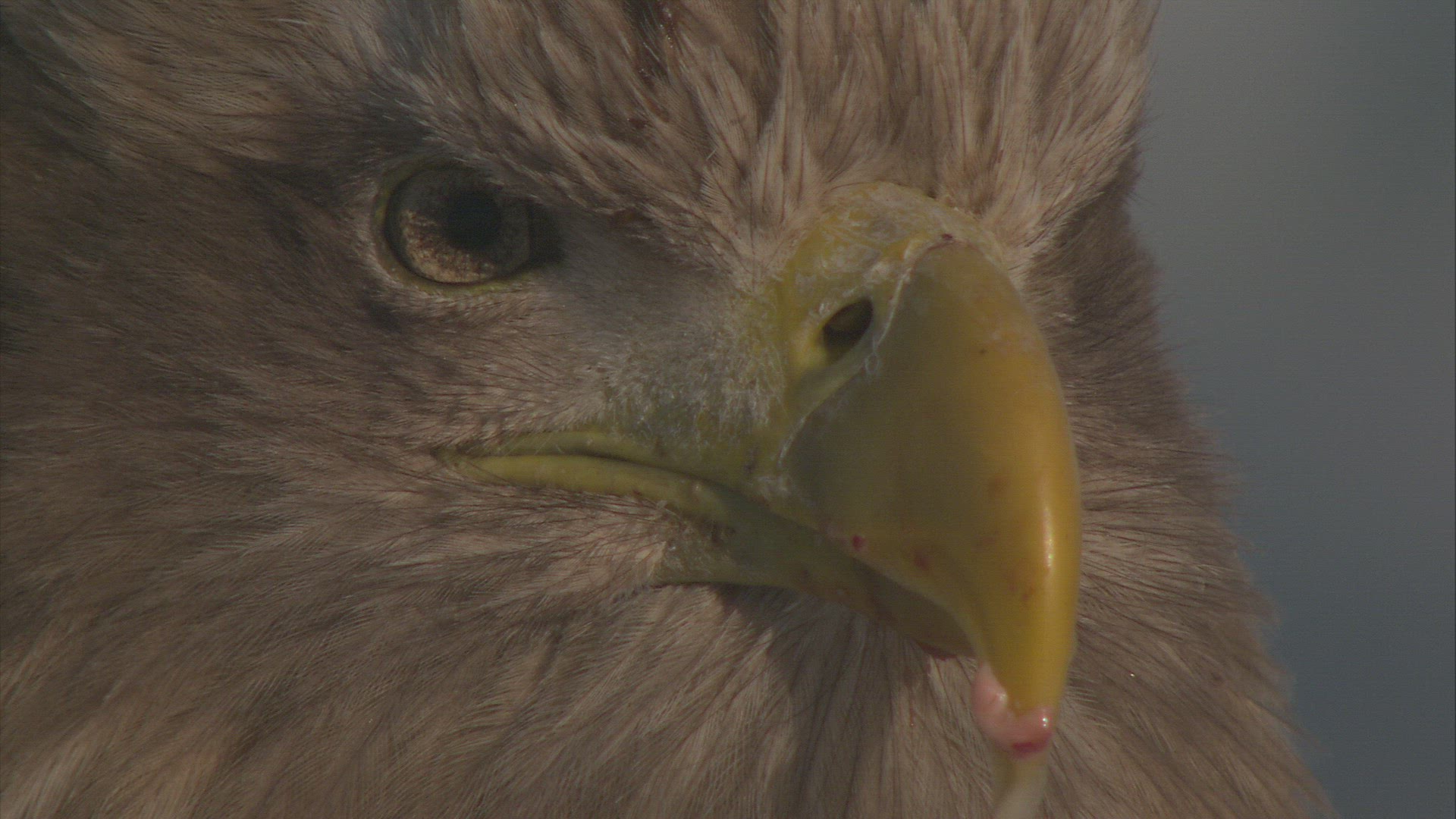 422124346 / Eagle / Raptor / Japan