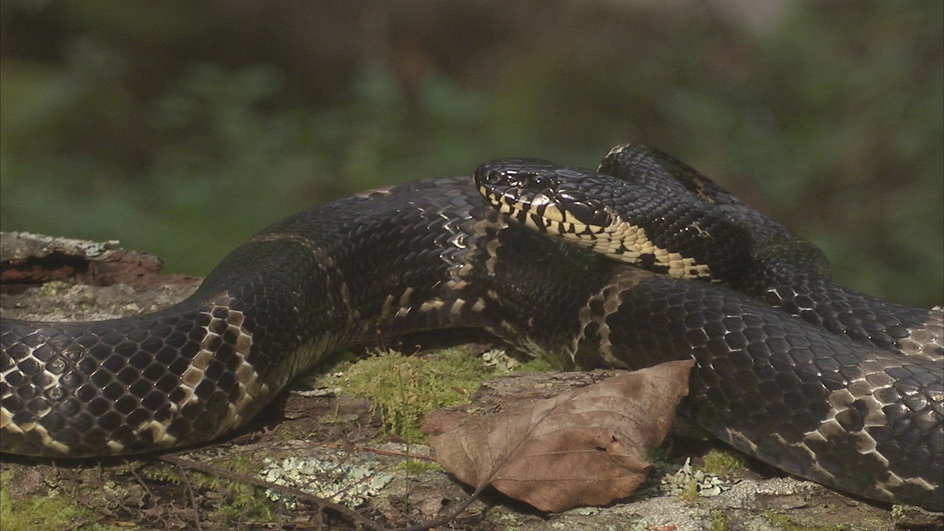 435785156 / Asp / Primorsky Krai / Russia