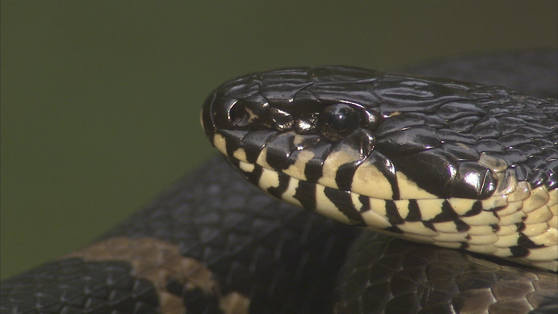 631149584 / Asp / Primorsky Krai / Russia