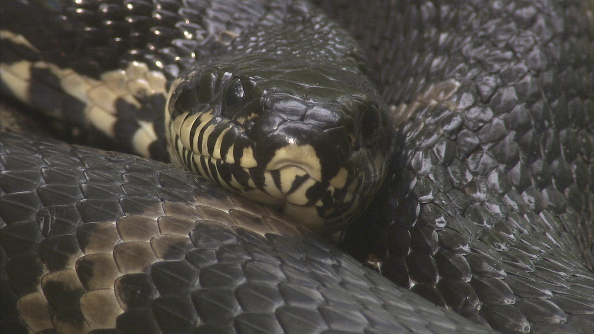 692975146 / Asp / Primorsky Krai / Russia