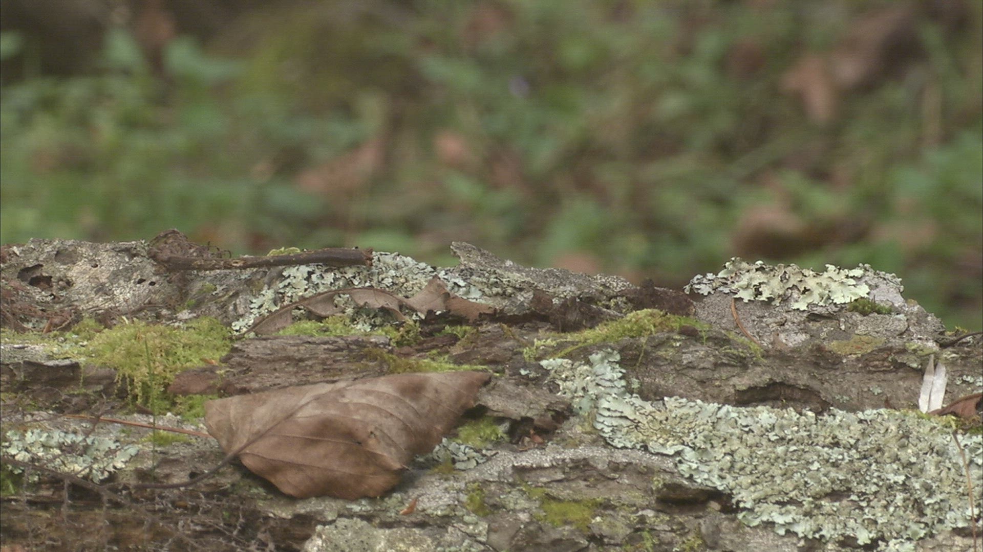 284889597 / Asp / Primorsky Krai / Russia