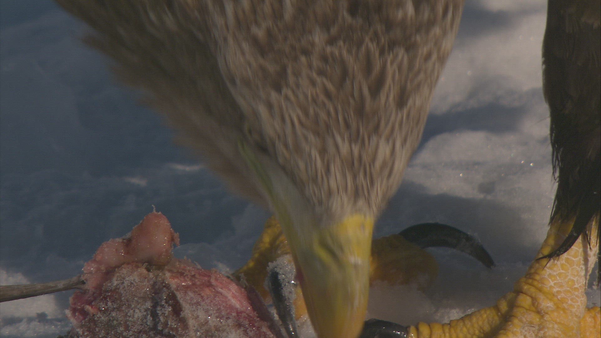 594274441 / Eagle / Raptor / Japan