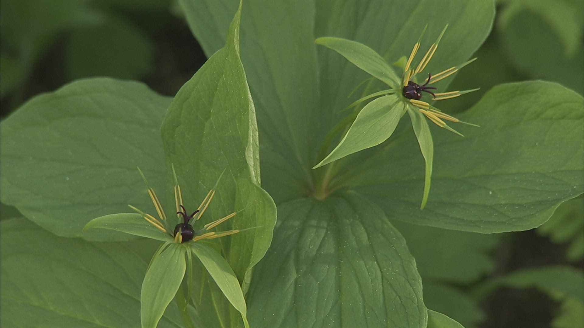 843724701 / Plant / Siberia / Russia