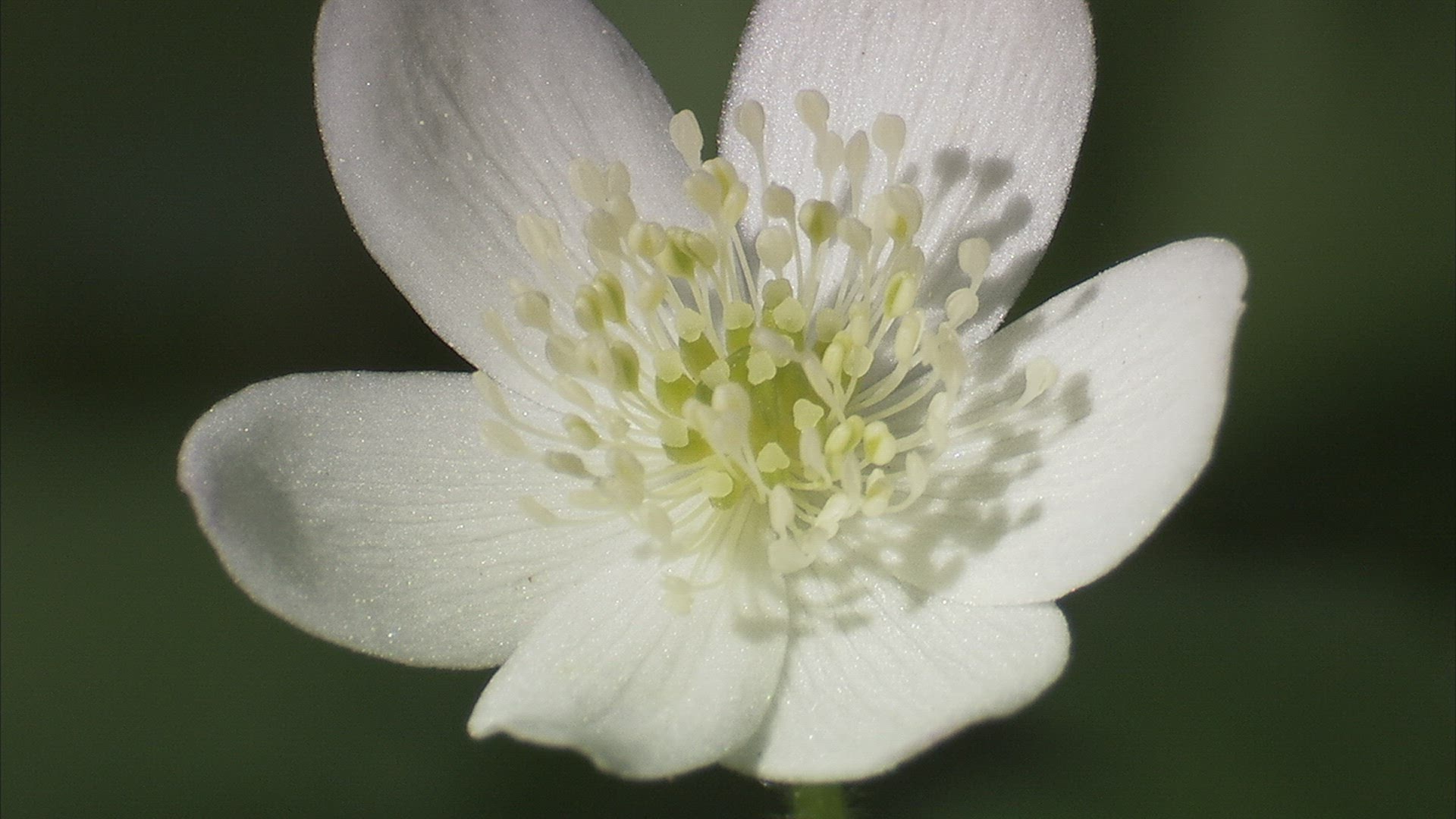 840553224 / Wildflower / Siberia / Russia