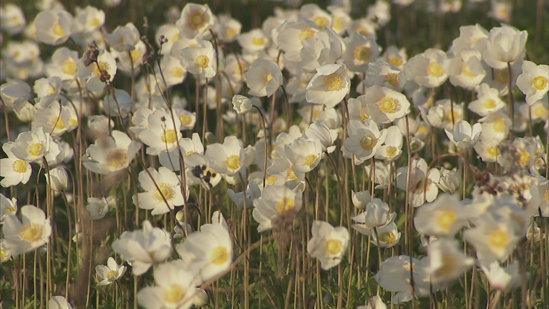 613956195 / White Poppy / Siberia / Russia