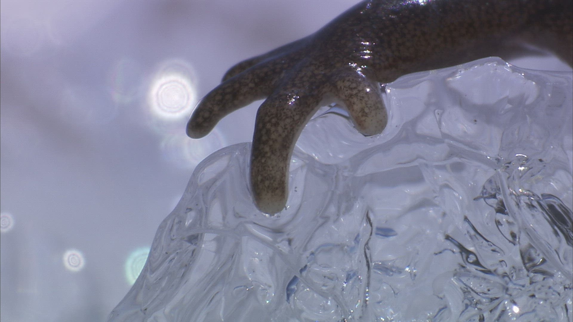 795241526 / Salamander / Siberia / Russia