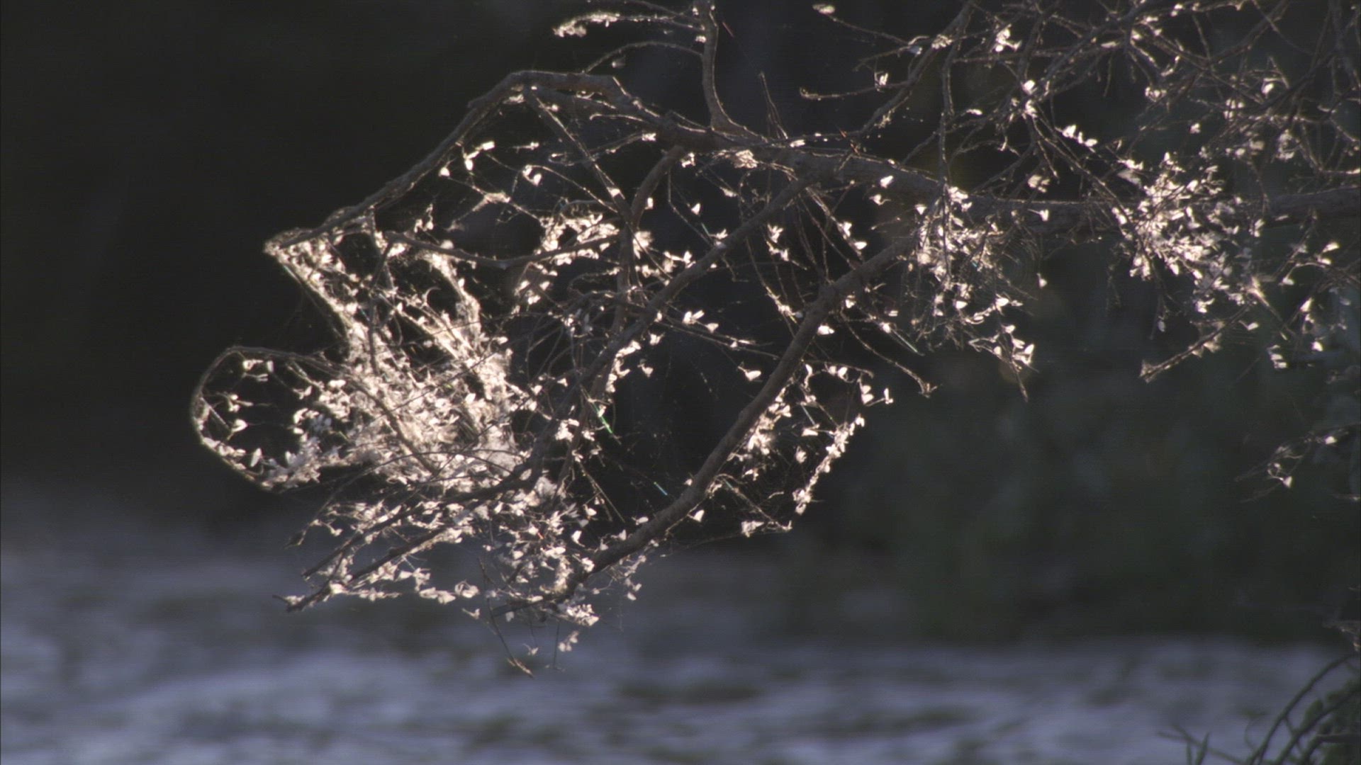 741483077 / Spider Web / Branch / Ussuria / Russia