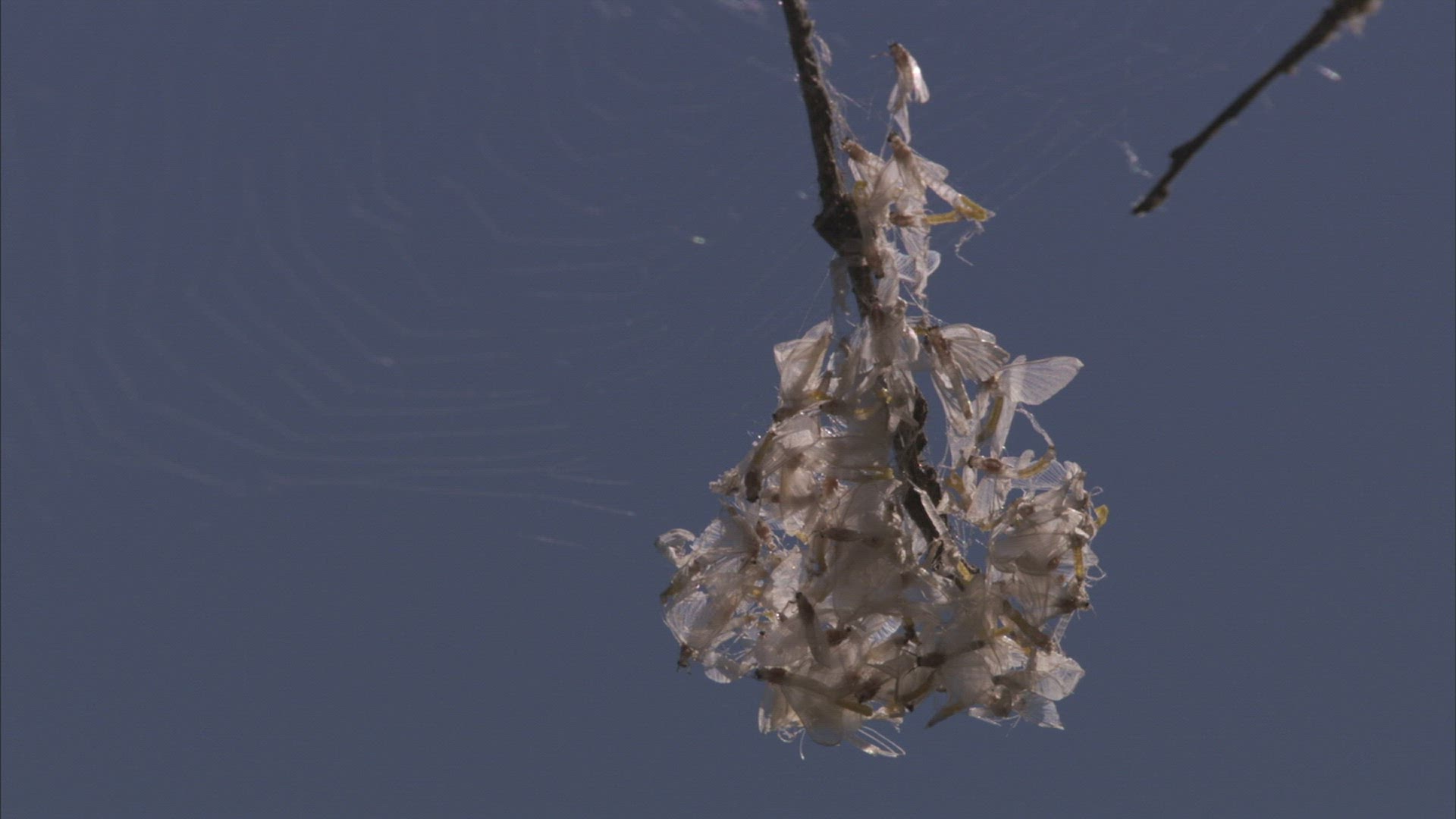 495287145 / Spider Web / Branch / Ussuria / Russia