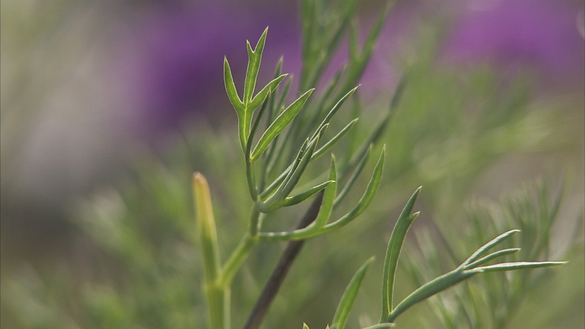 654987272 / Plant / Siberia / Russia