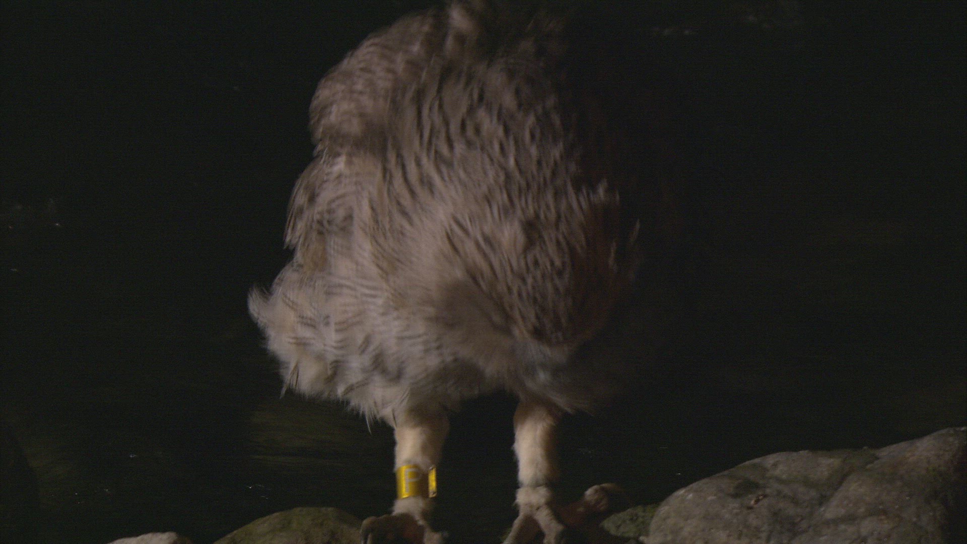 104883438 / Eagle Owl / Night / Japan
