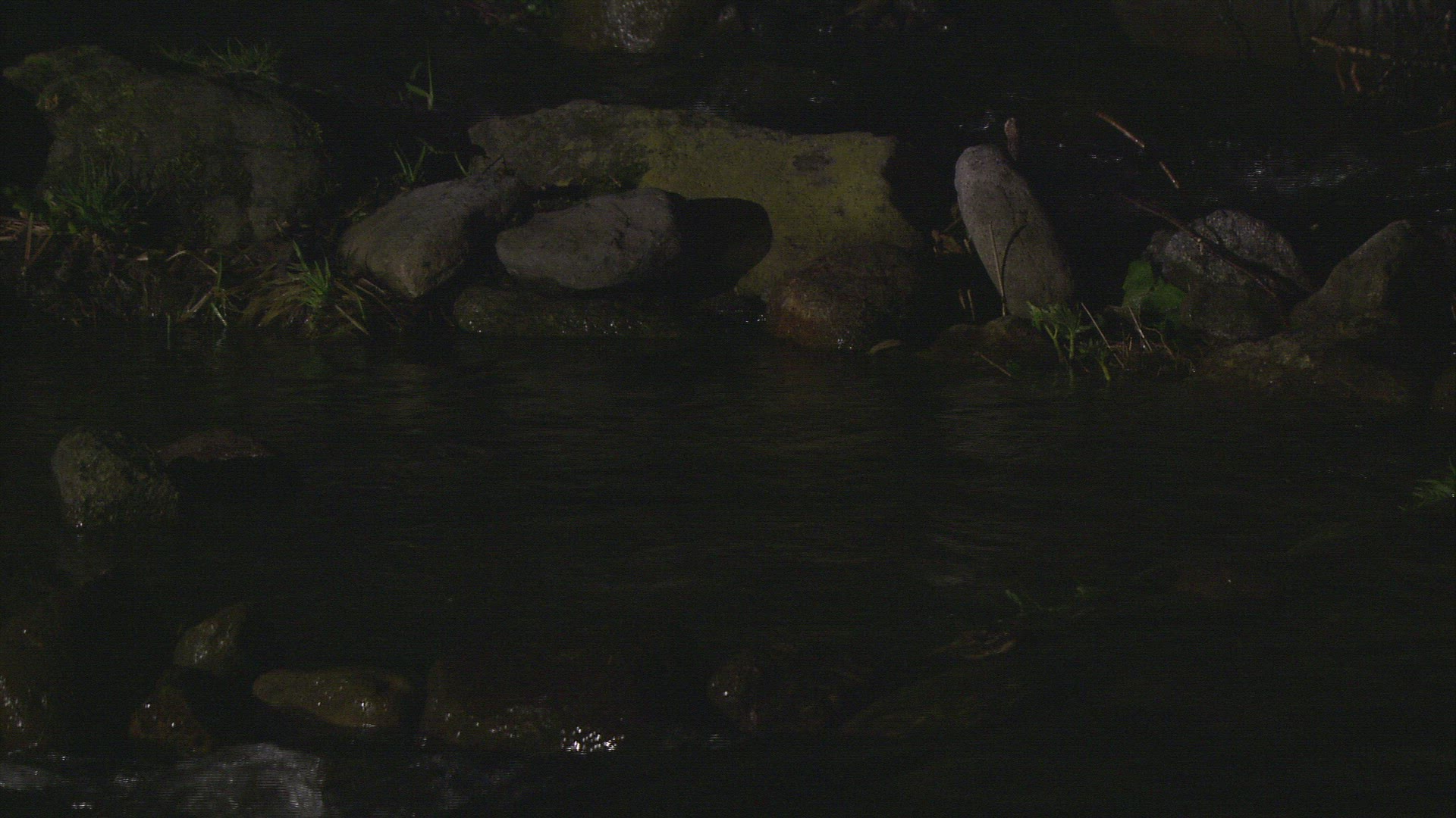 268845313 / Eagle Owl / Night / Japan