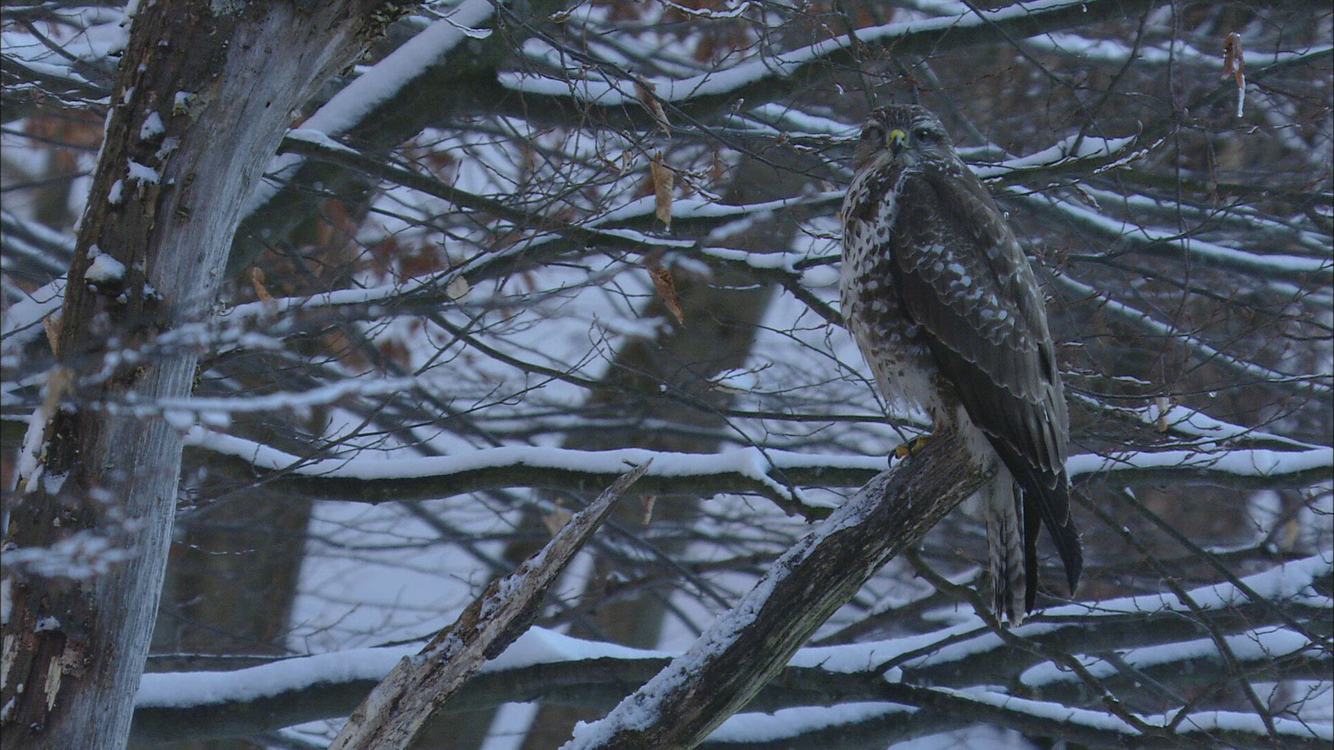 246620519 / Raptor / Snow / Russia