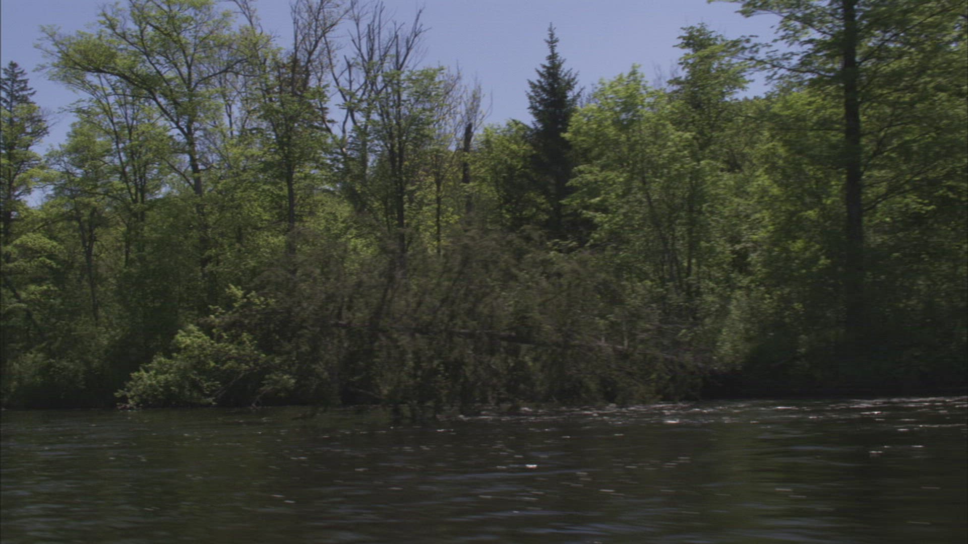 163374599 / River / Forest / Ussuri / Russia
