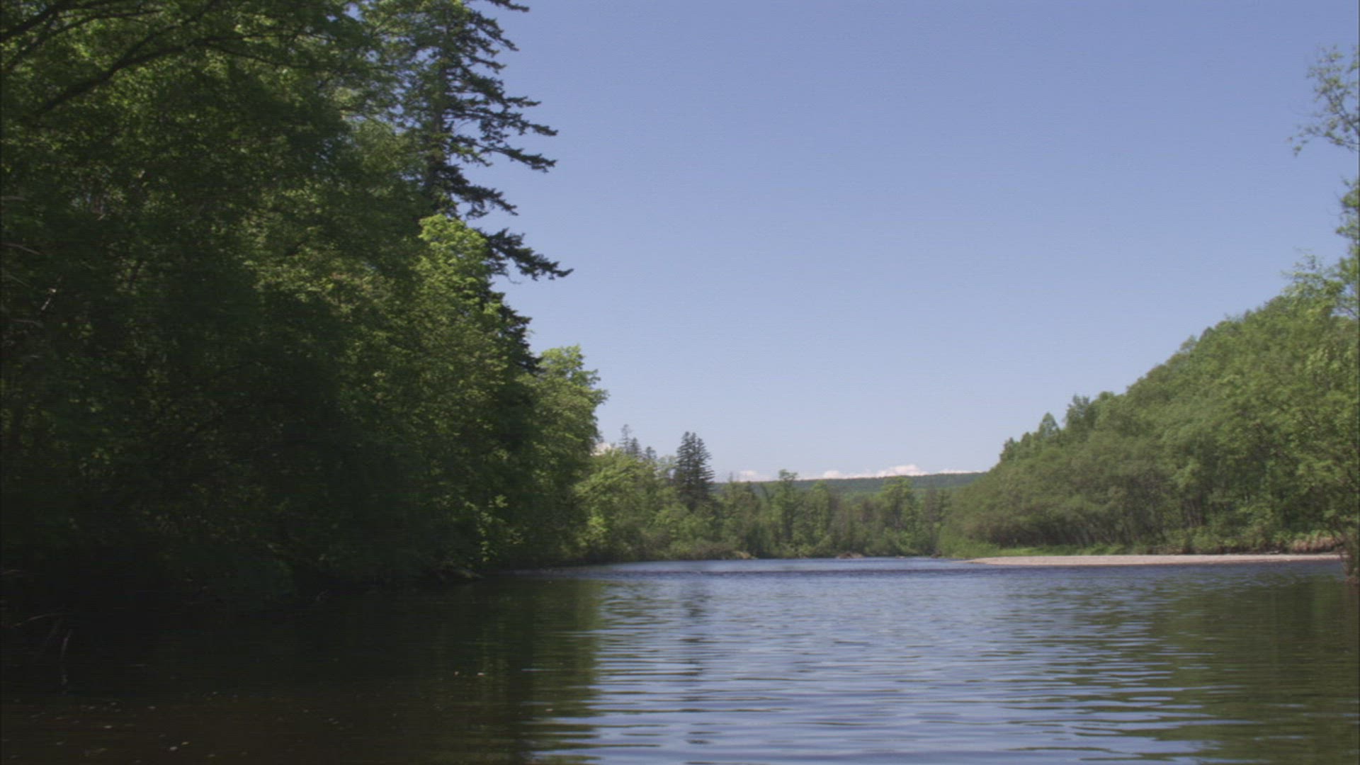 167906833 / River / Forest / Ussuri / Russia