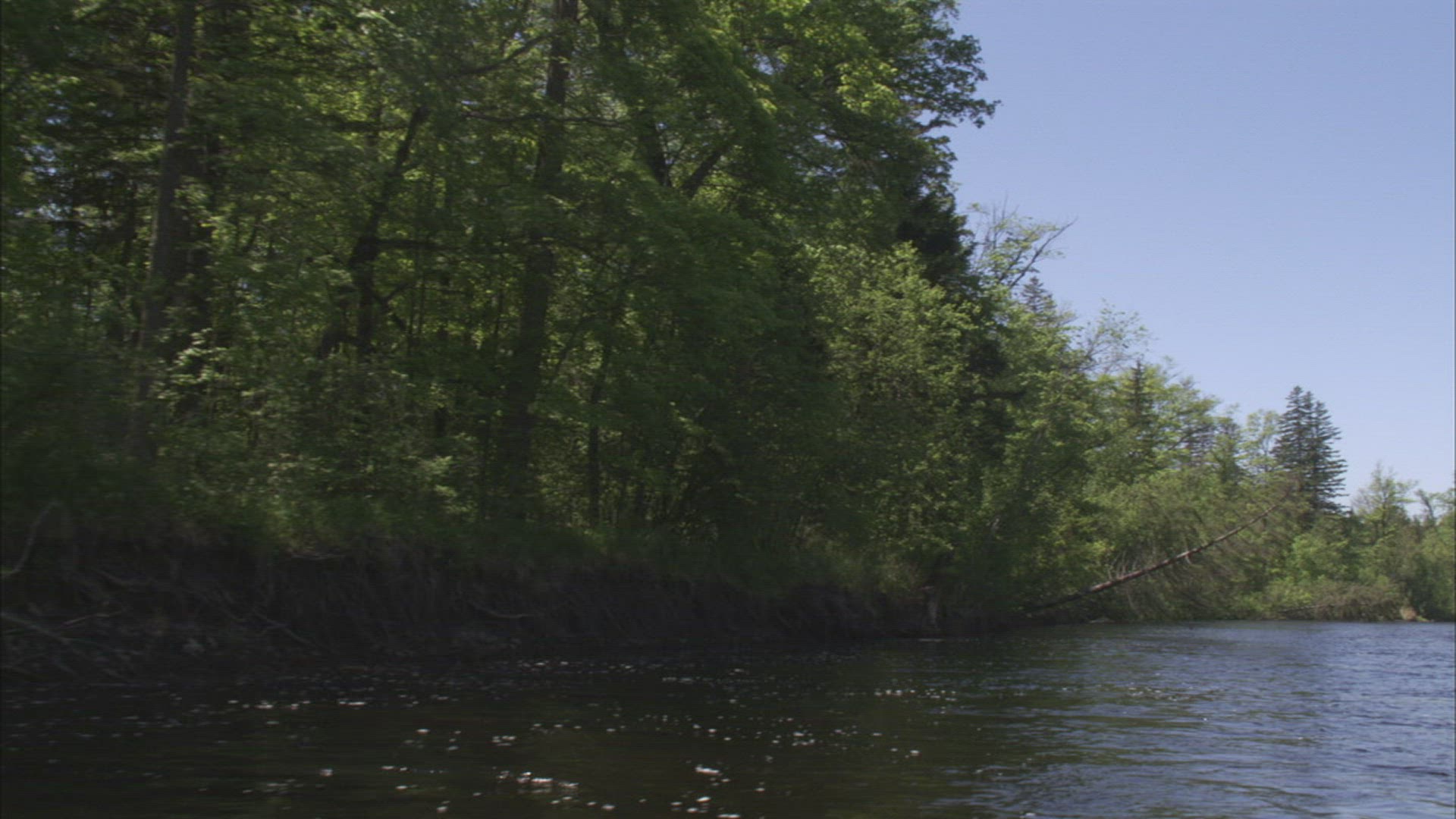 634637601 / River / Forest / Ussuri / Russia