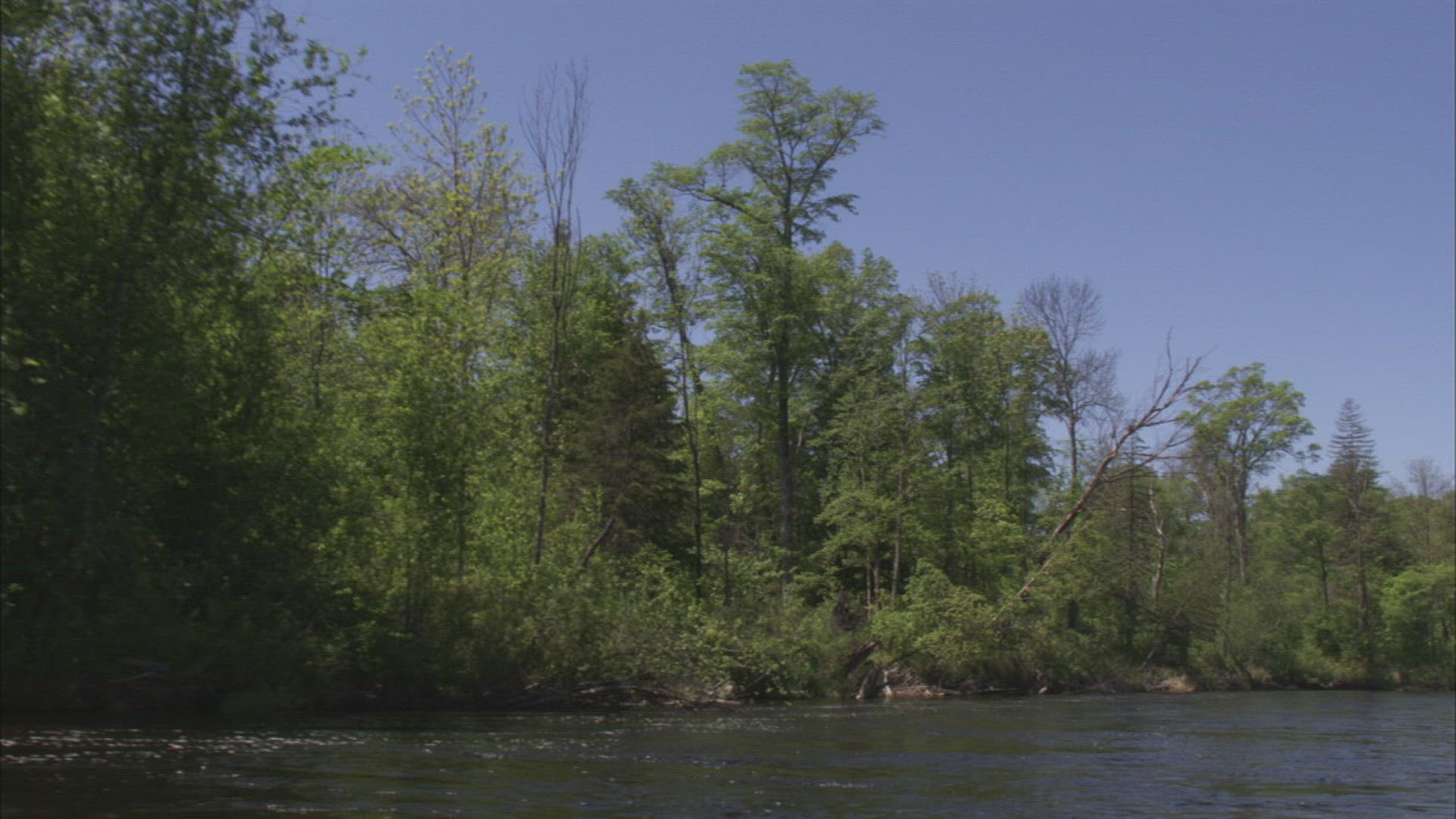 672423475 / River / Forest / Ussuri / Russia
