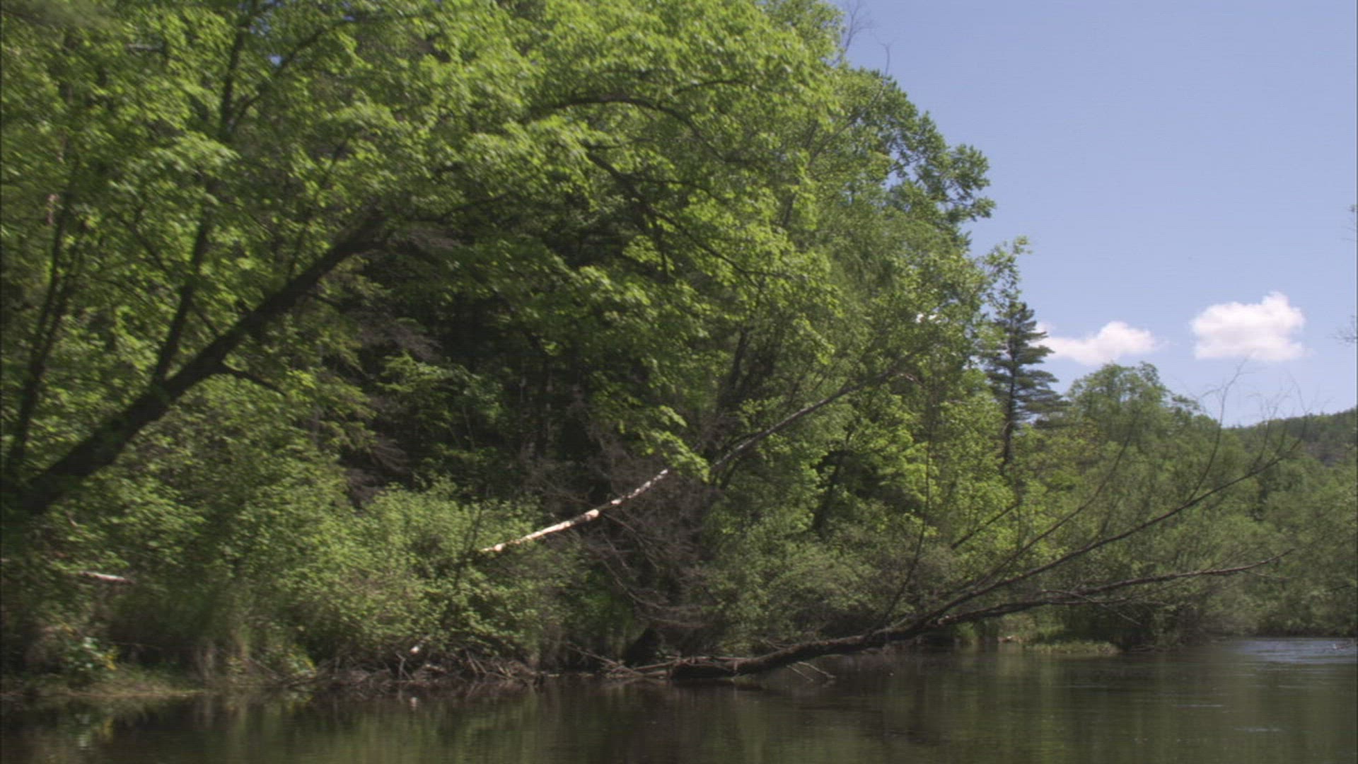 954675552 / River / Forest / Ussuri / Russia