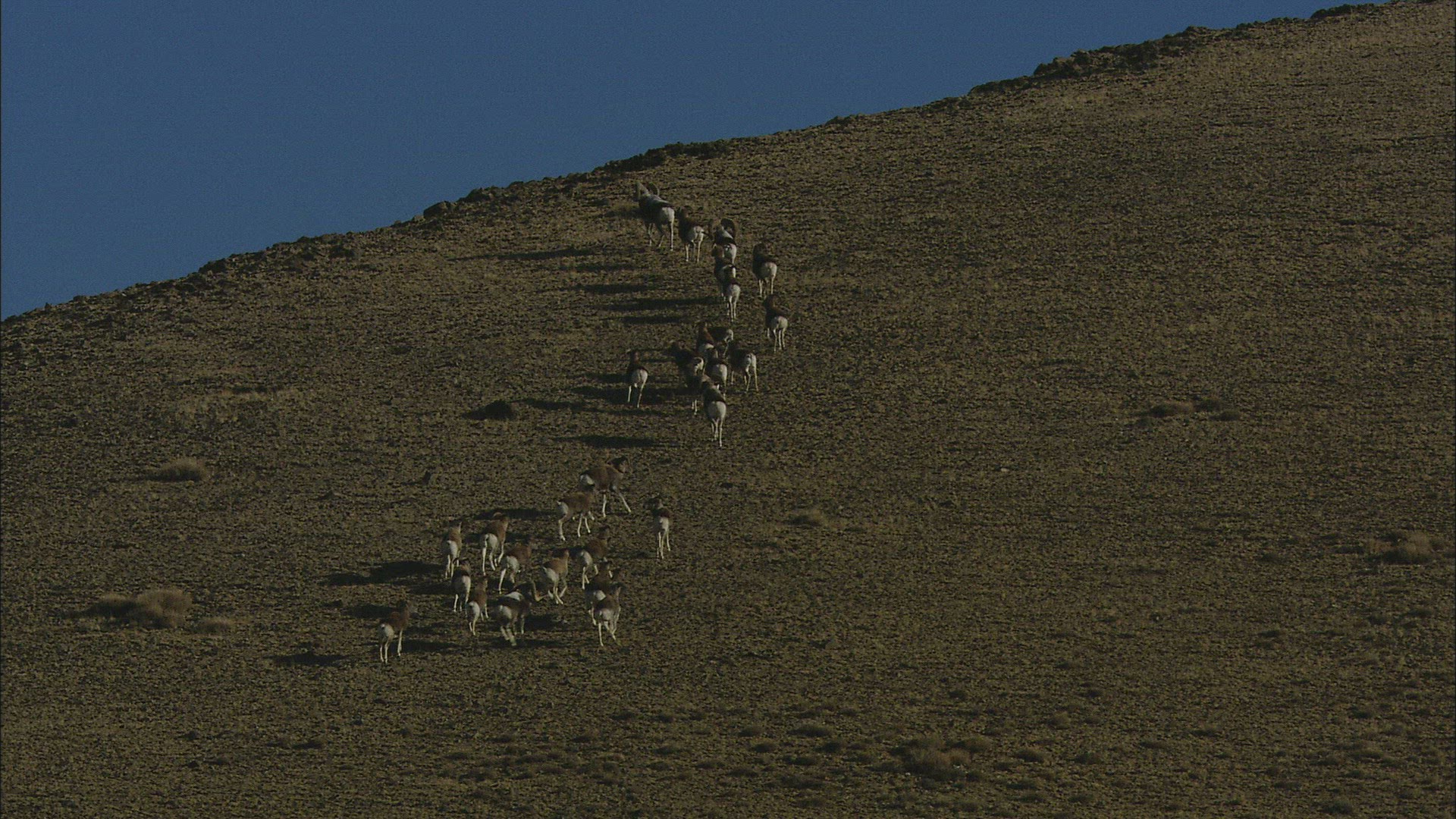693323711 / Bighorn Sheep / Siberia / Russia