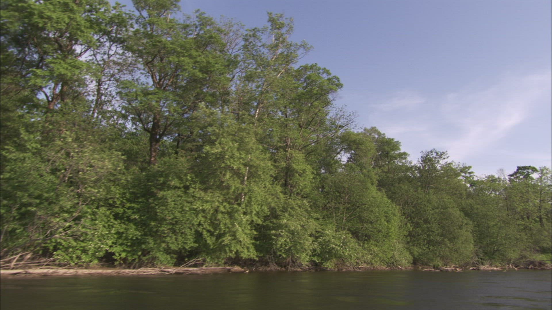 223406363 / River / Forest / Ussuri / Russia